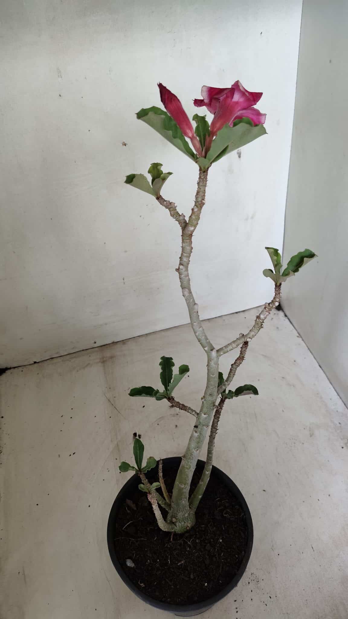 Planta Simples 3285 – 35cm – 03 anos - foto 4