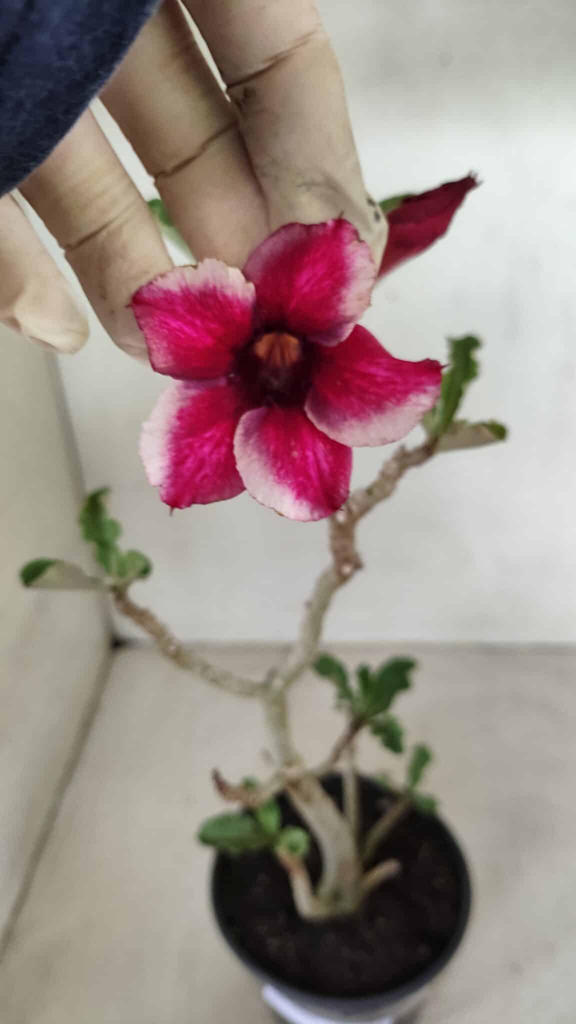Planta Simples 3285 – 35cm – 03 anos - foto 3
