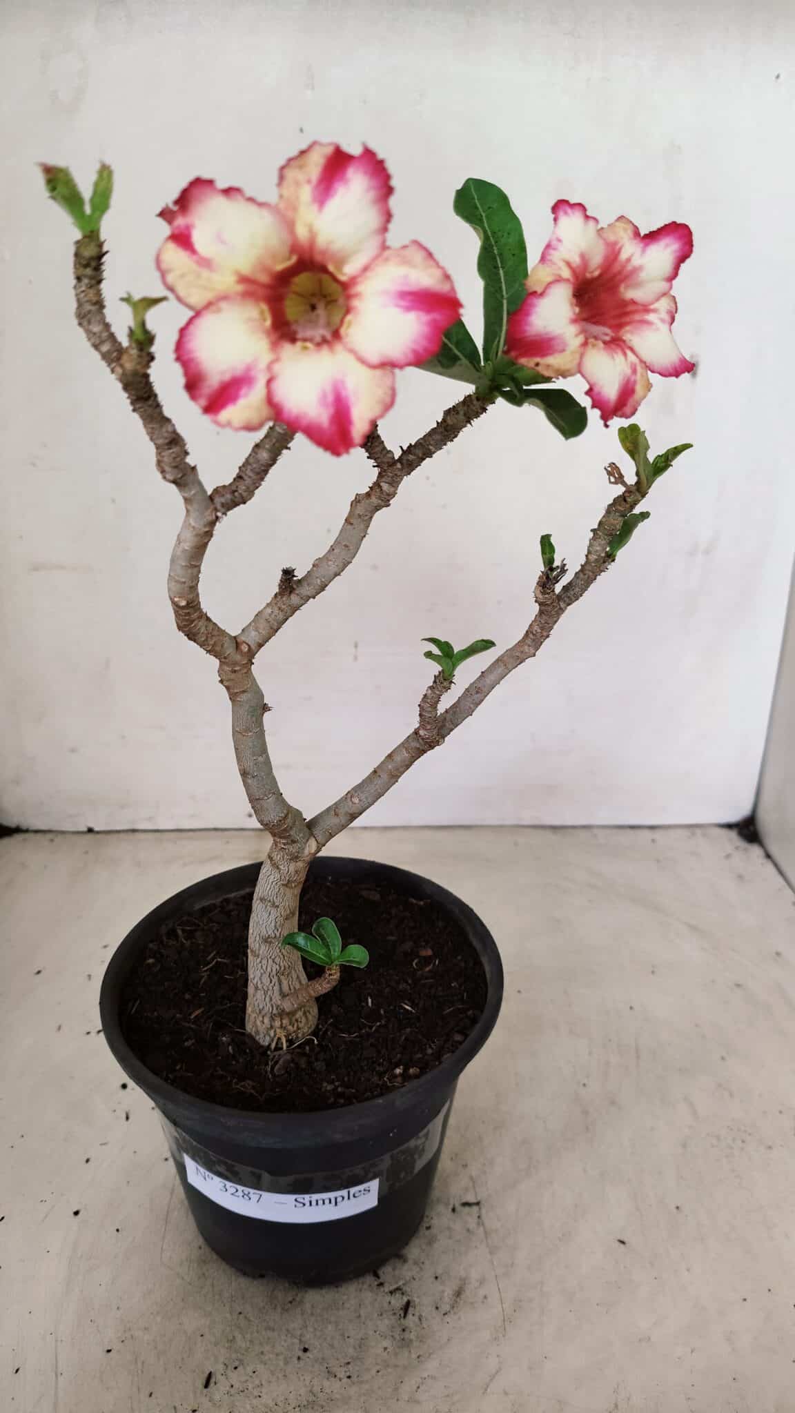 Planta Simples 3287 – 30cm – 02 anos - foto 2