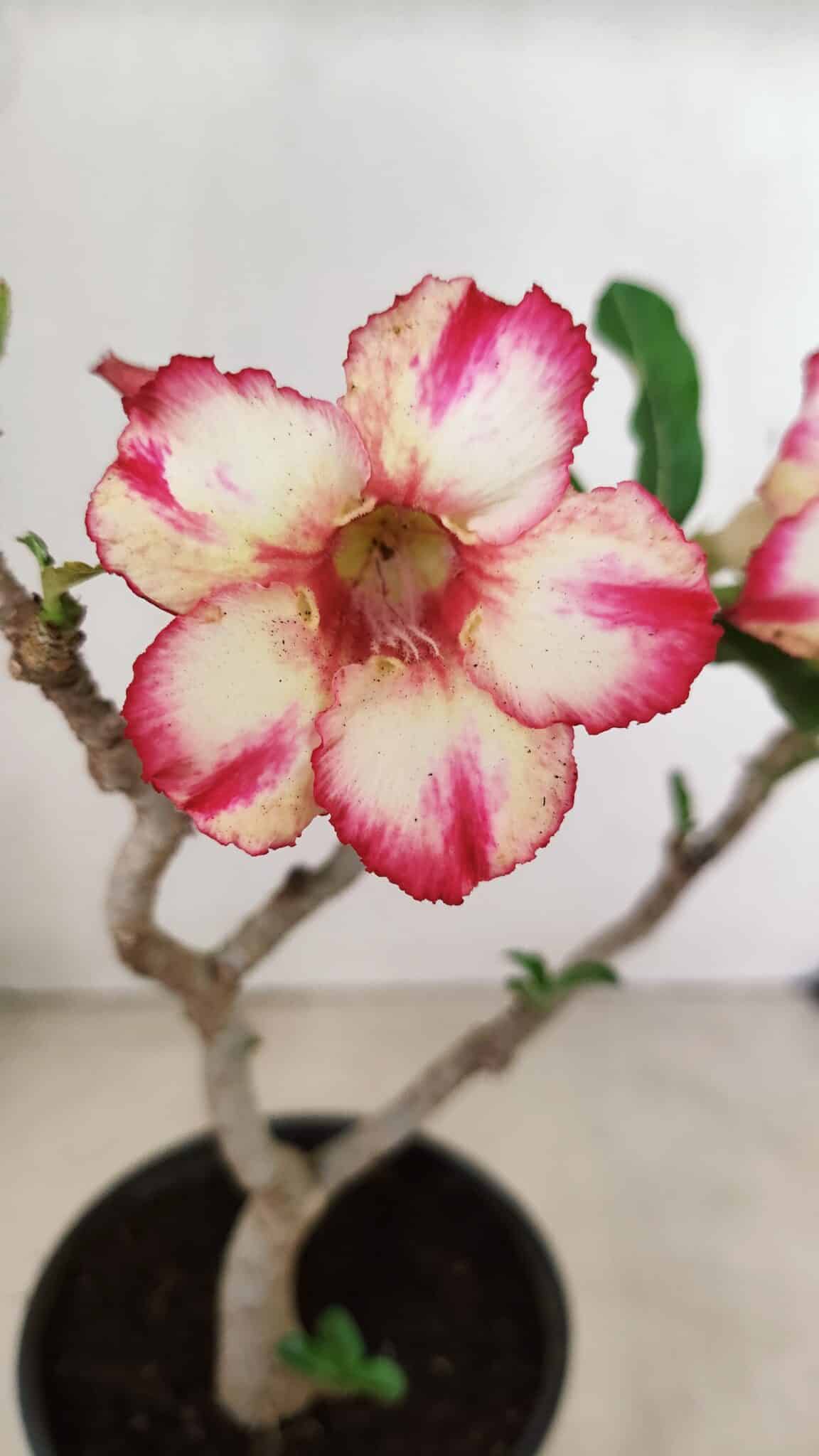 Planta Simples 3287 – 30cm – 02 anos - foto 3