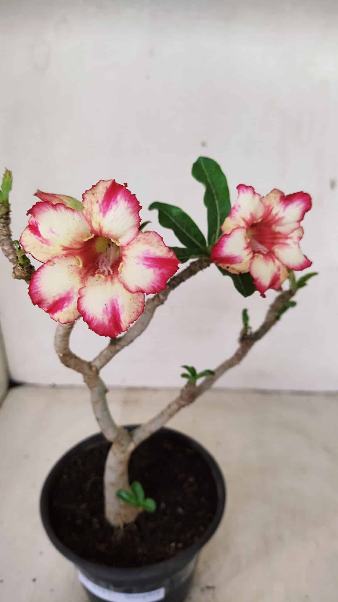 Planta Simples 3287 – 30cm – 02 anos - foto 4