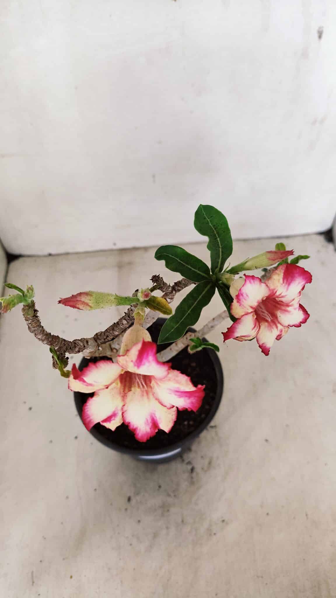 Planta Simples 3287 – 30cm – 02 anos - foto 5