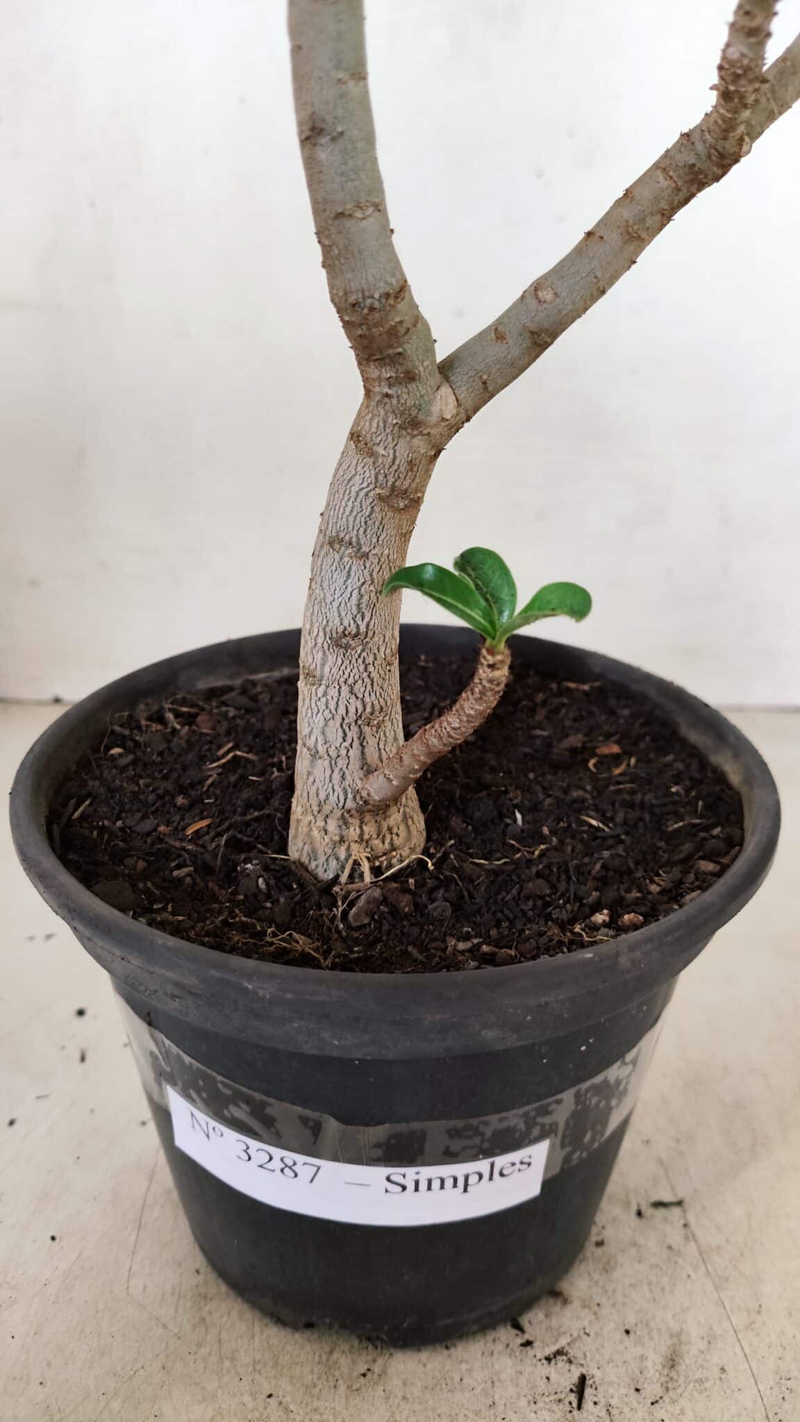 Planta Simples 3287 – 30cm – 02 anos - foto 7