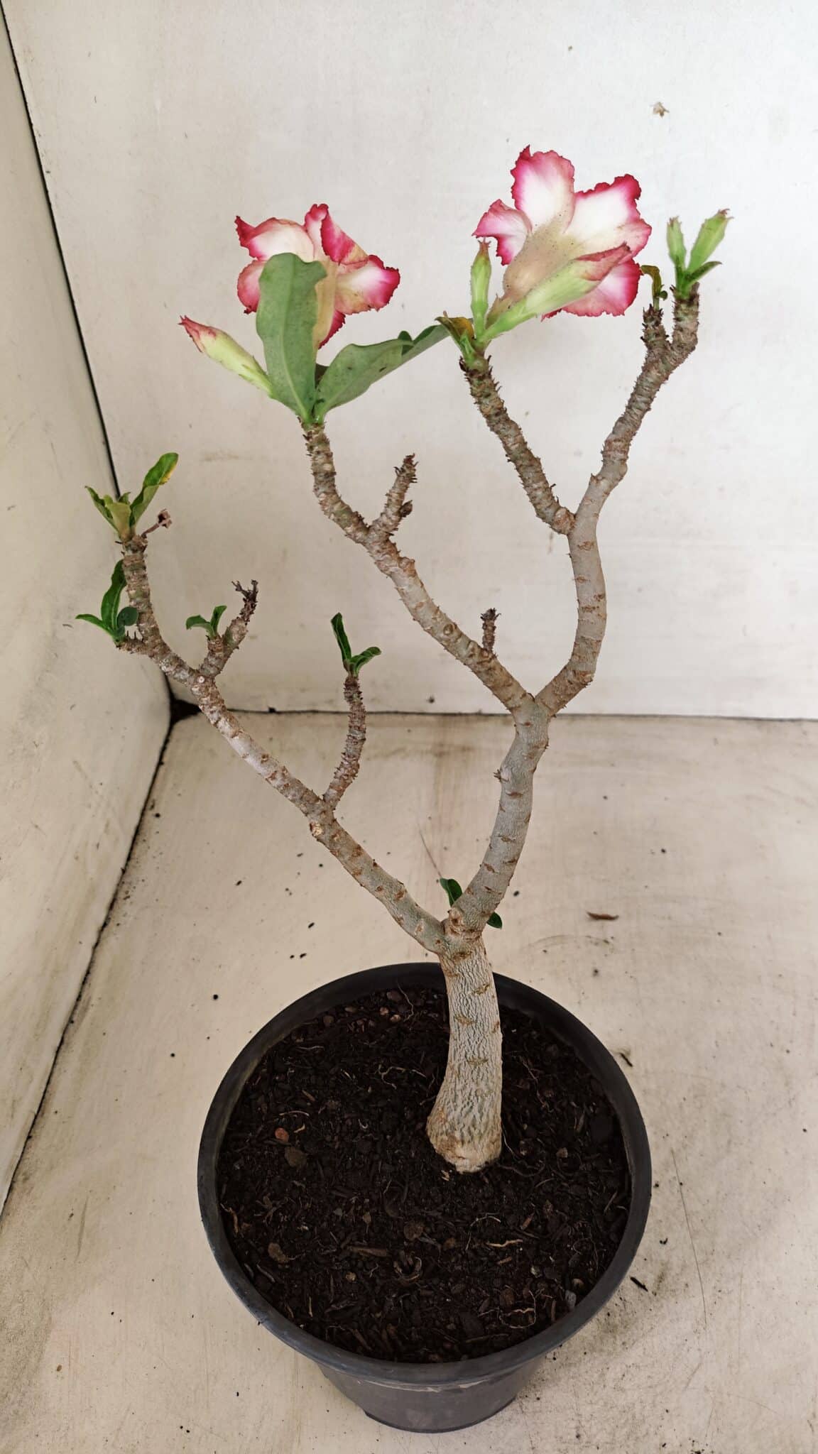 Planta Simples 3287 – 30cm – 02 anos - foto 6