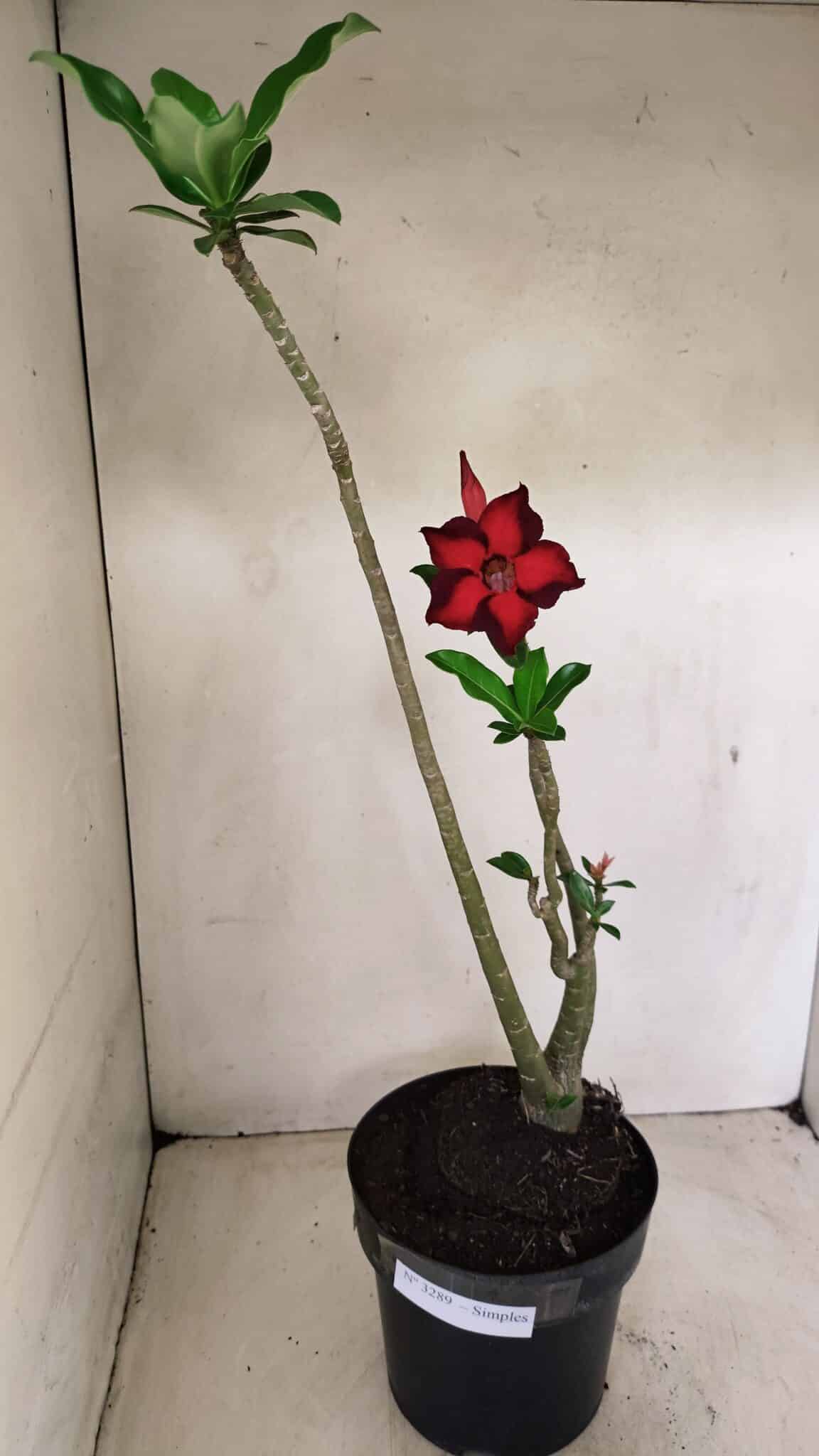Planta Simples 3289 – 50cm – 04 anos - foto 2