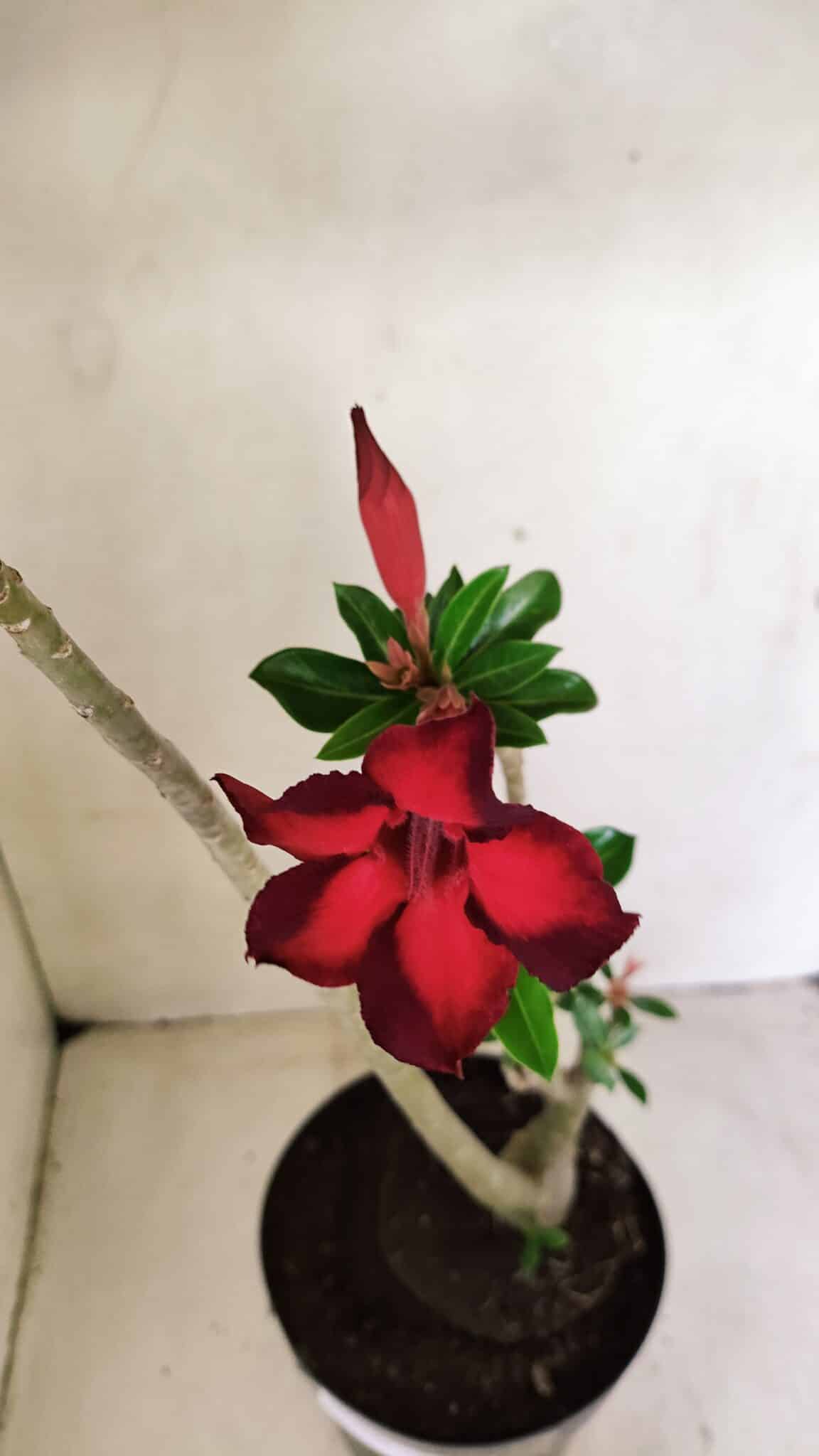 Planta Simples 3289 – 50cm – 04 anos - foto 4