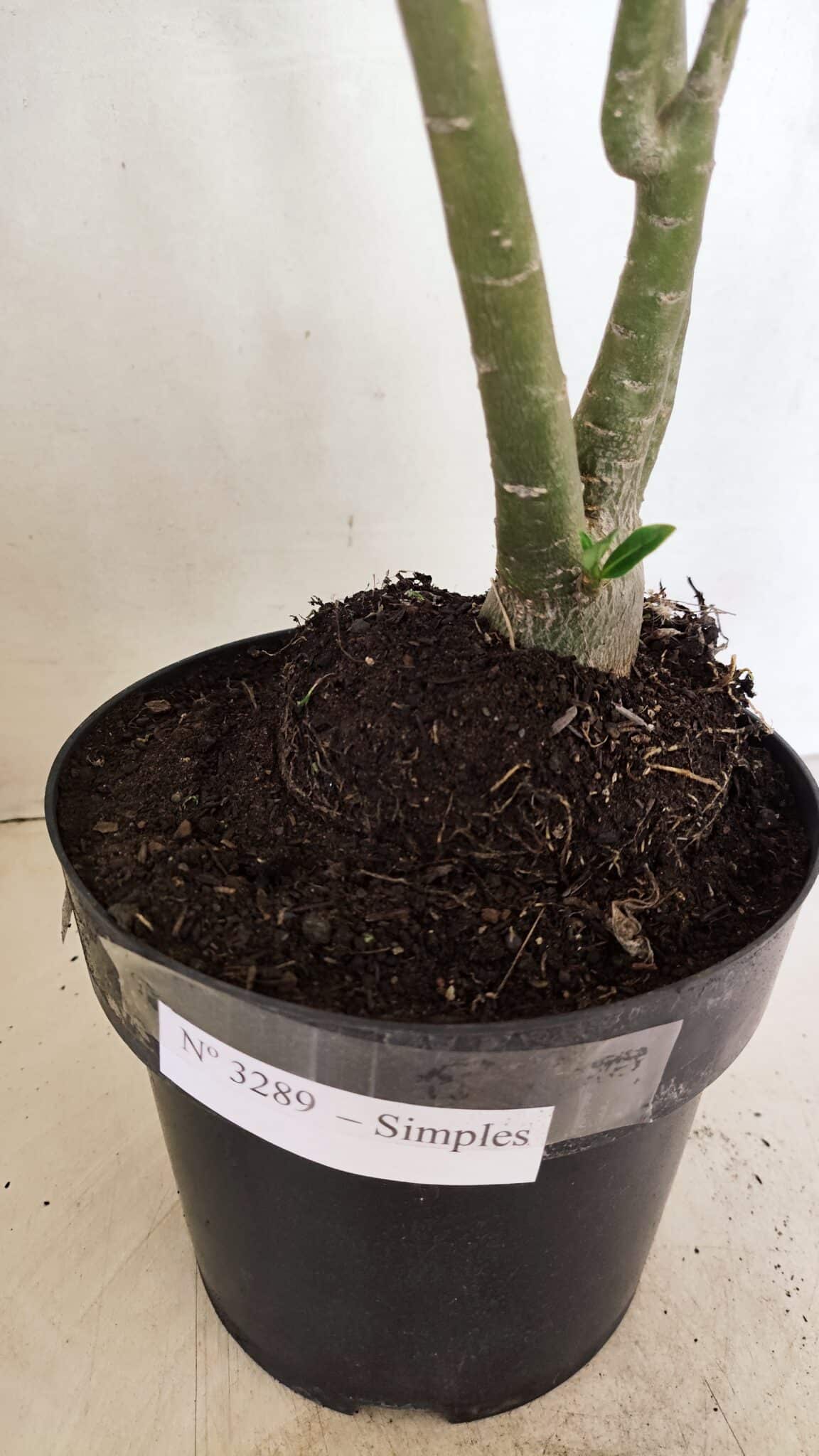 Planta Simples 3289 – 50cm – 04 anos - foto 7