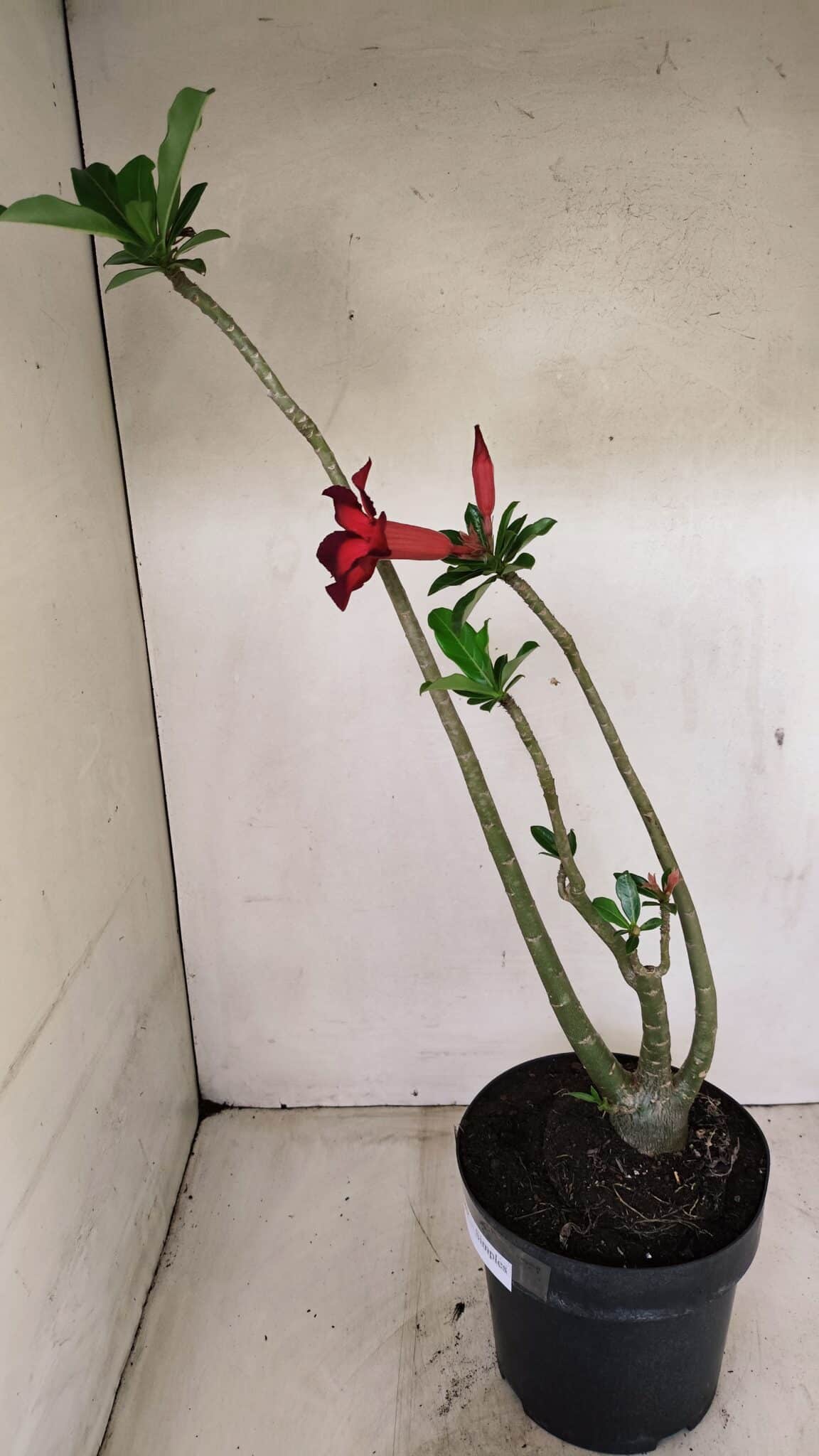 Planta Simples 3289 – 50cm – 04 anos - foto 6