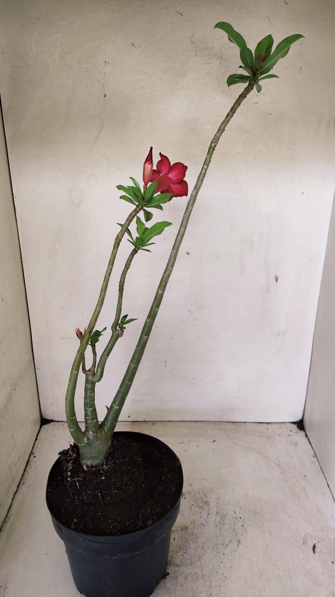 Planta Simples 3289 – 50cm – 04 anos - foto 5