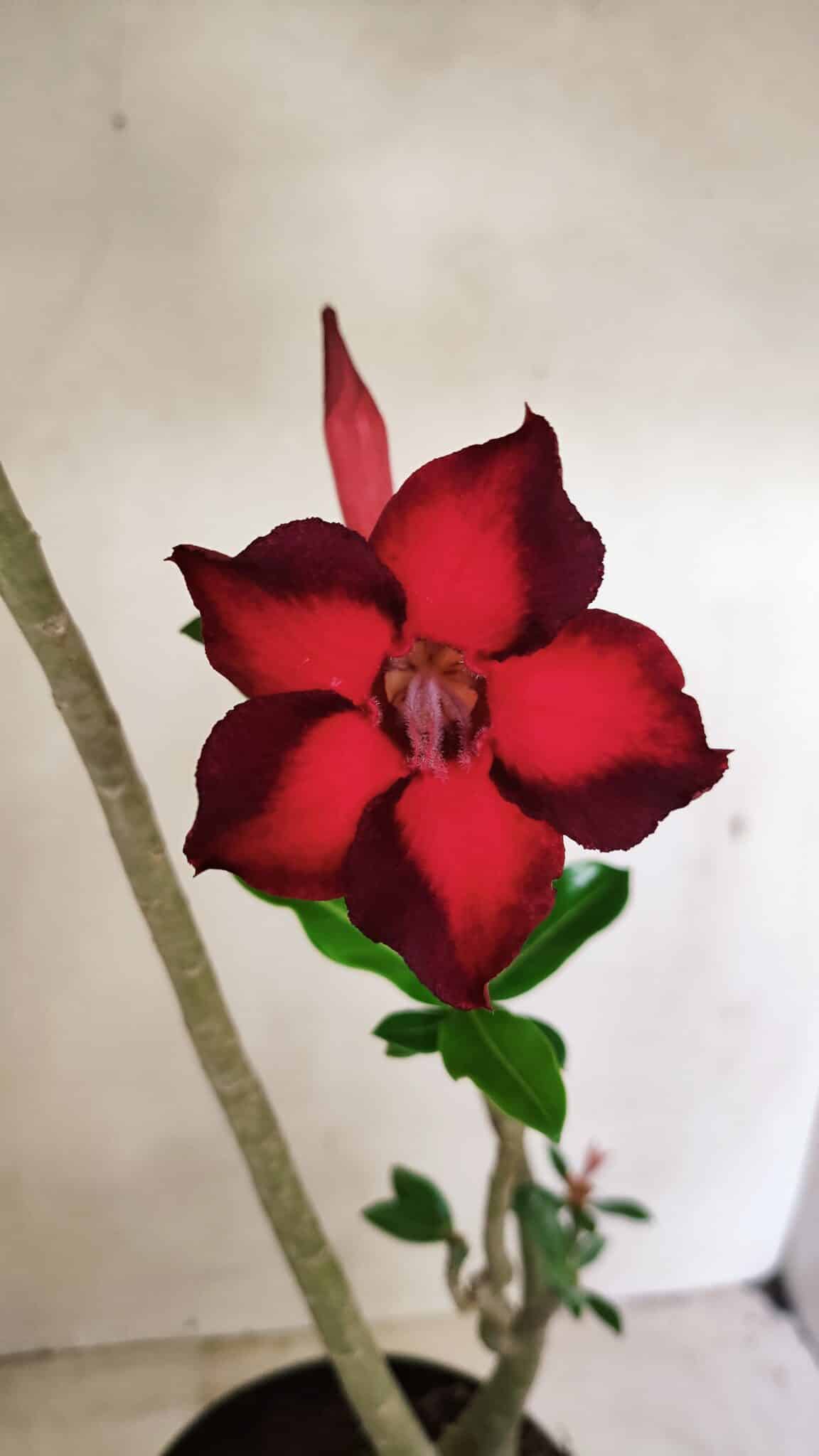 Planta Simples 3289 – 50cm – 04 anos - foto 3
