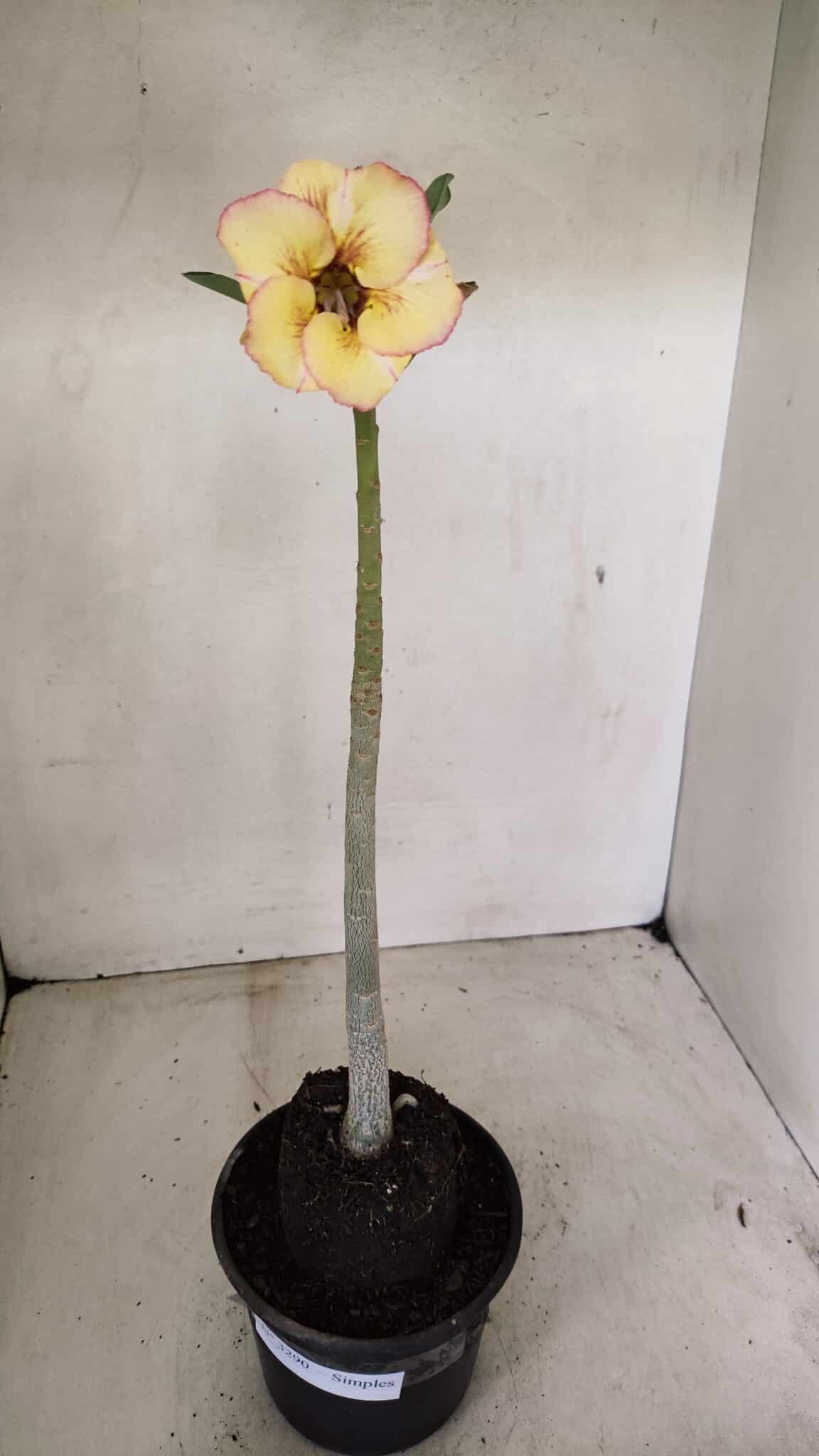 Planta Simples 3290 – 35cm – 03 anos - foto 2