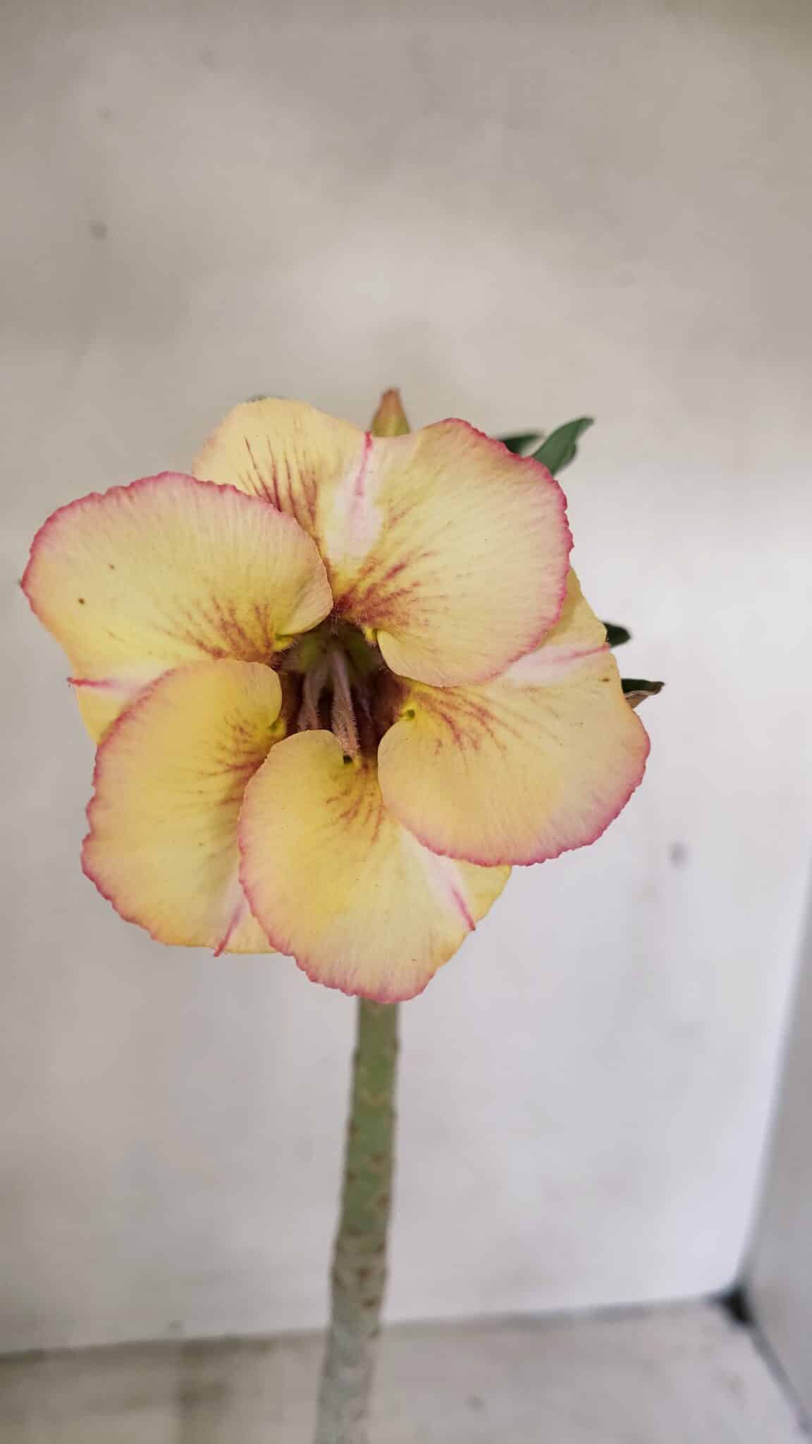 Planta Simples 3290 – 35cm – 03 anos - foto 6