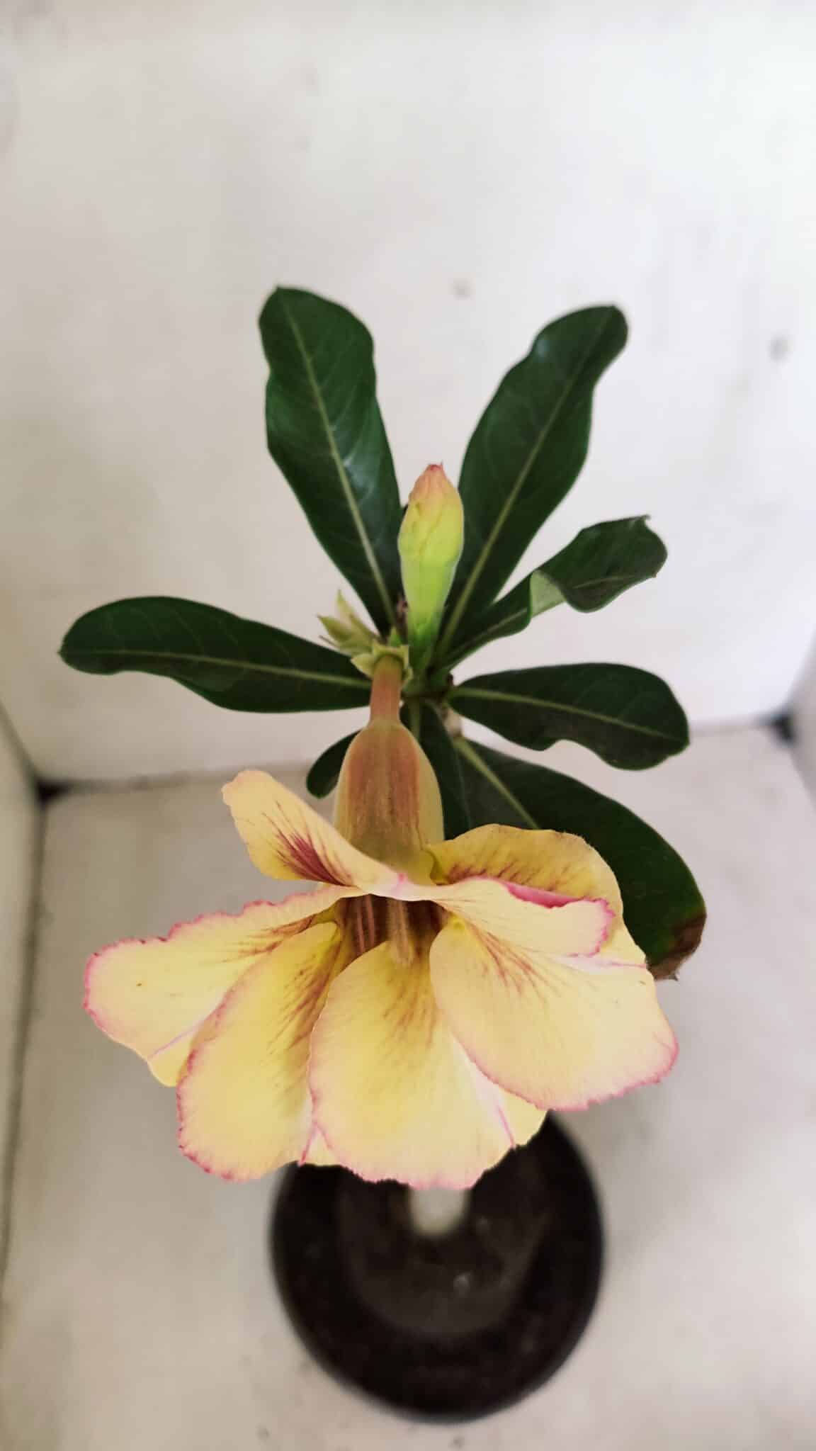 Planta Simples 3290 – 35cm – 03 anos - foto 4