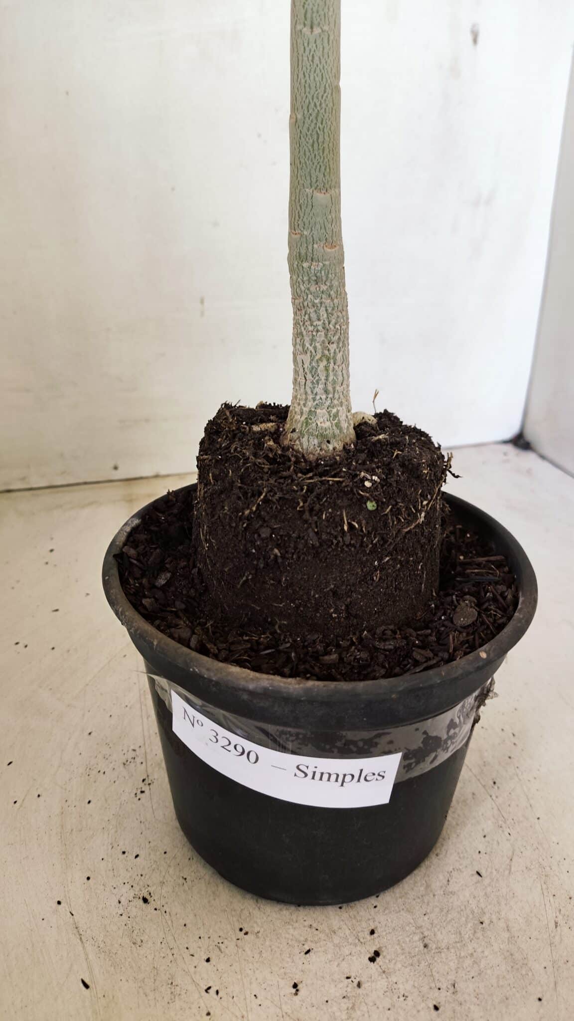 Planta Simples 3290 – 35cm – 03 anos - foto 8