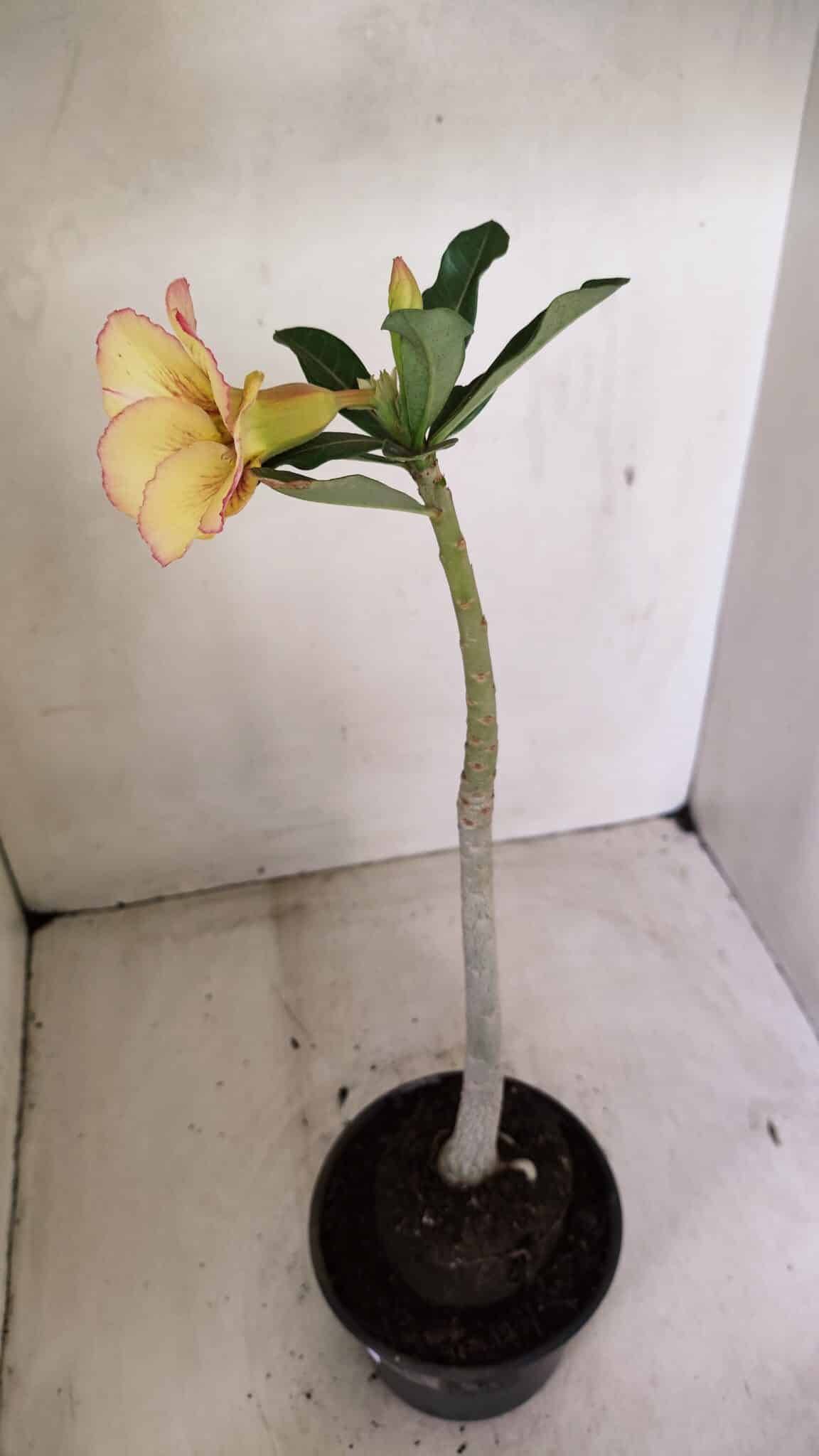 Planta Simples 3290 – 35cm – 03 anos - foto 7