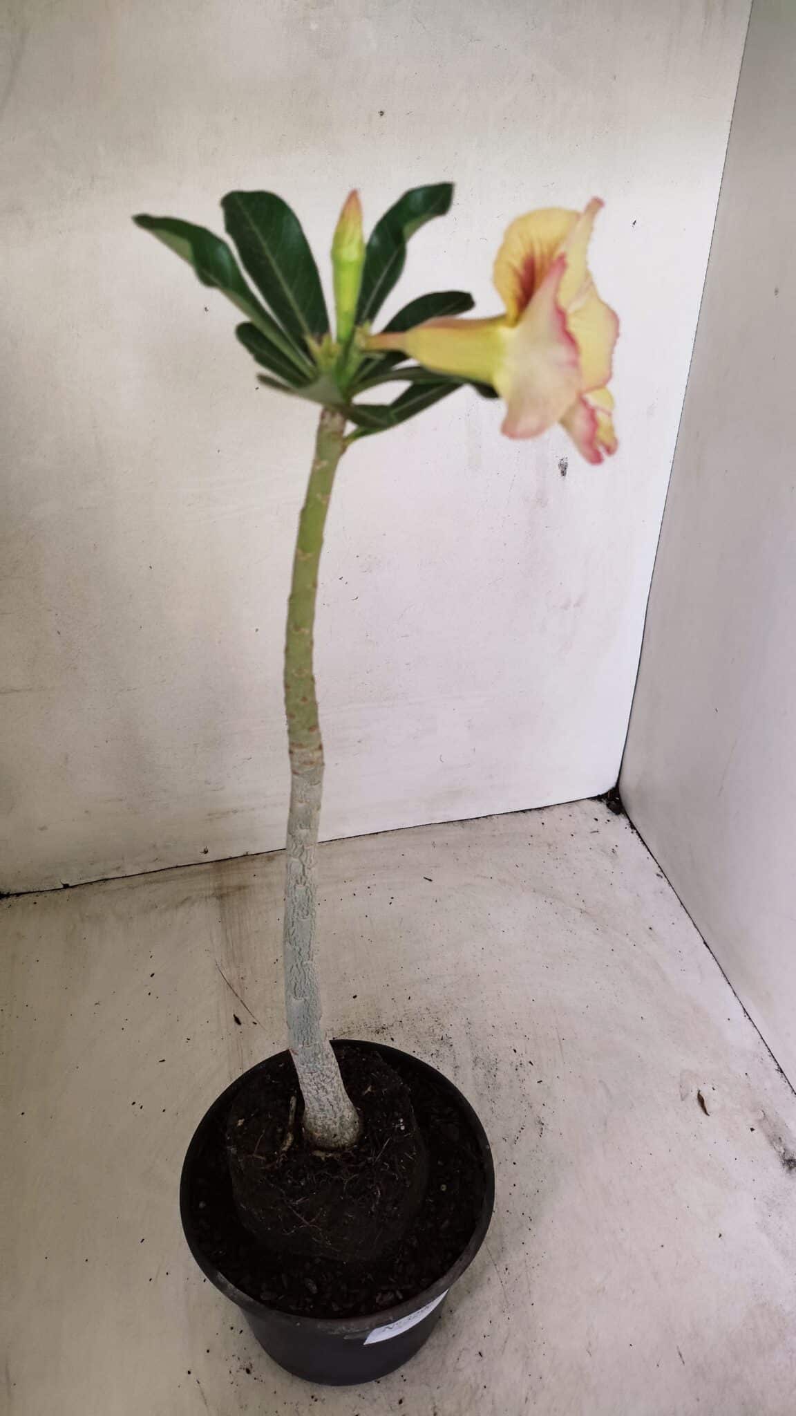 Planta Simples 3290 – 35cm – 03 anos - foto 5
