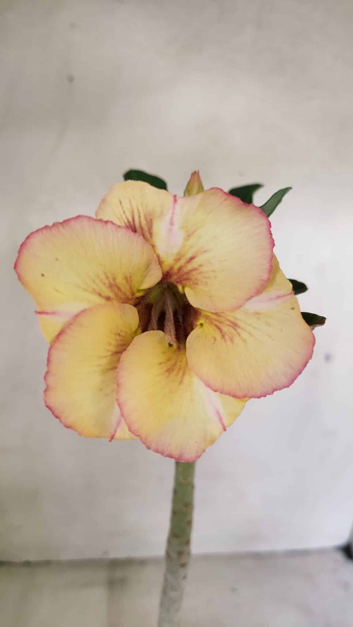 Planta Simples 3290 – 35cm – 03 anos - foto 3