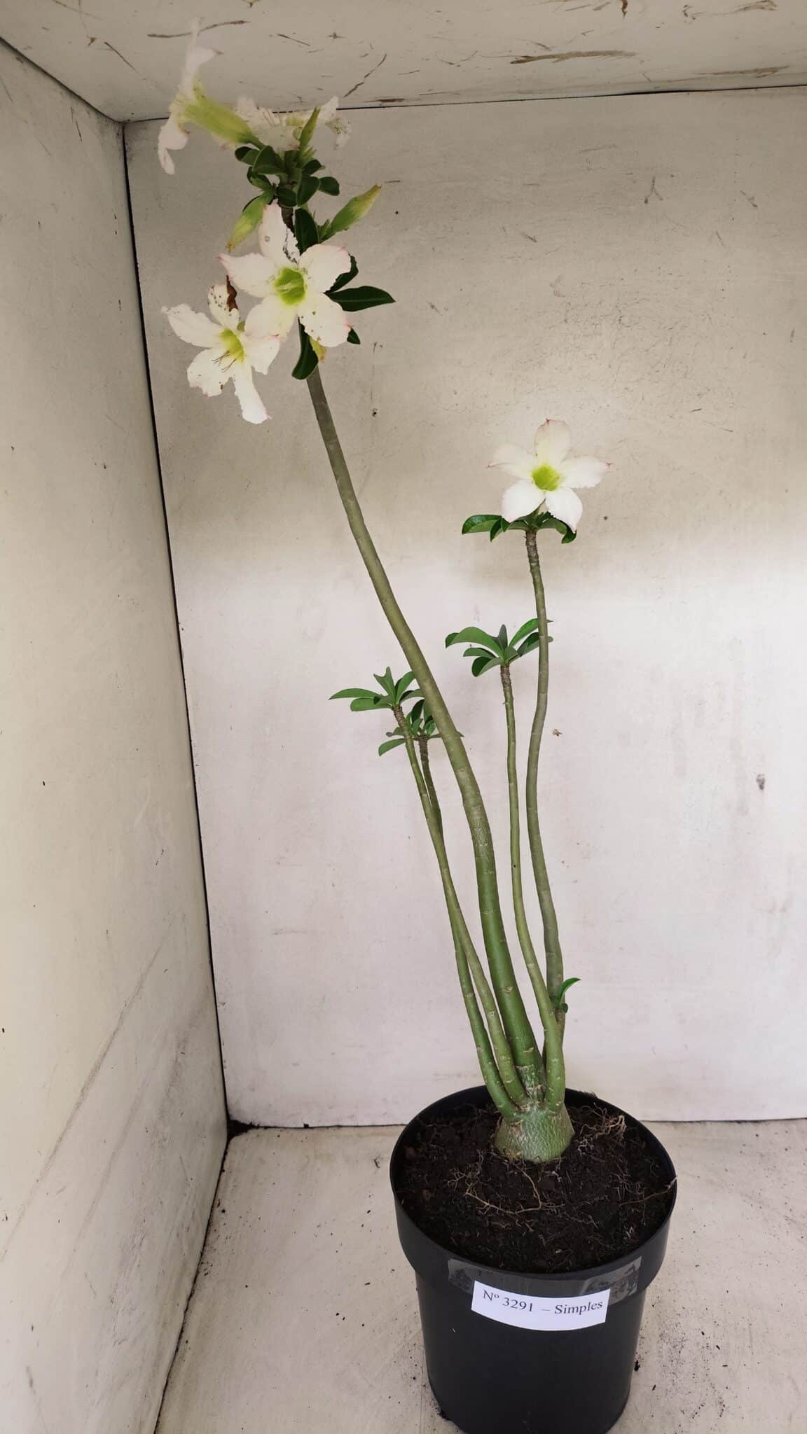 Planta Simples 3291 – 50cm – 04 anos - foto 2