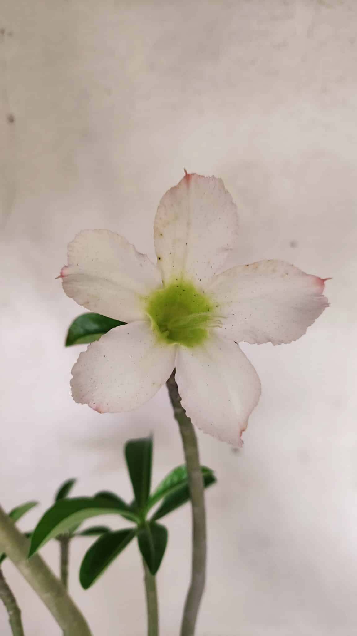 Planta Simples 3291 – 50cm – 04 anos - foto 3