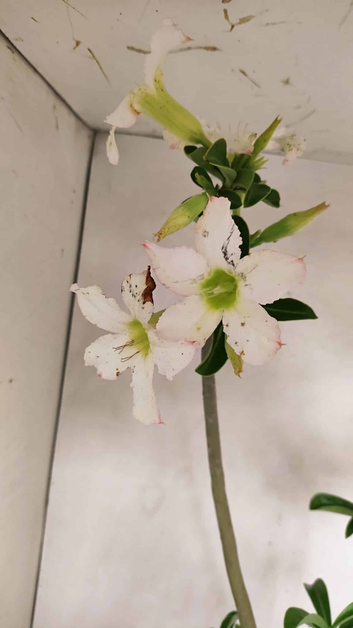 Planta Simples 3291 – 50cm – 04 anos - foto 4