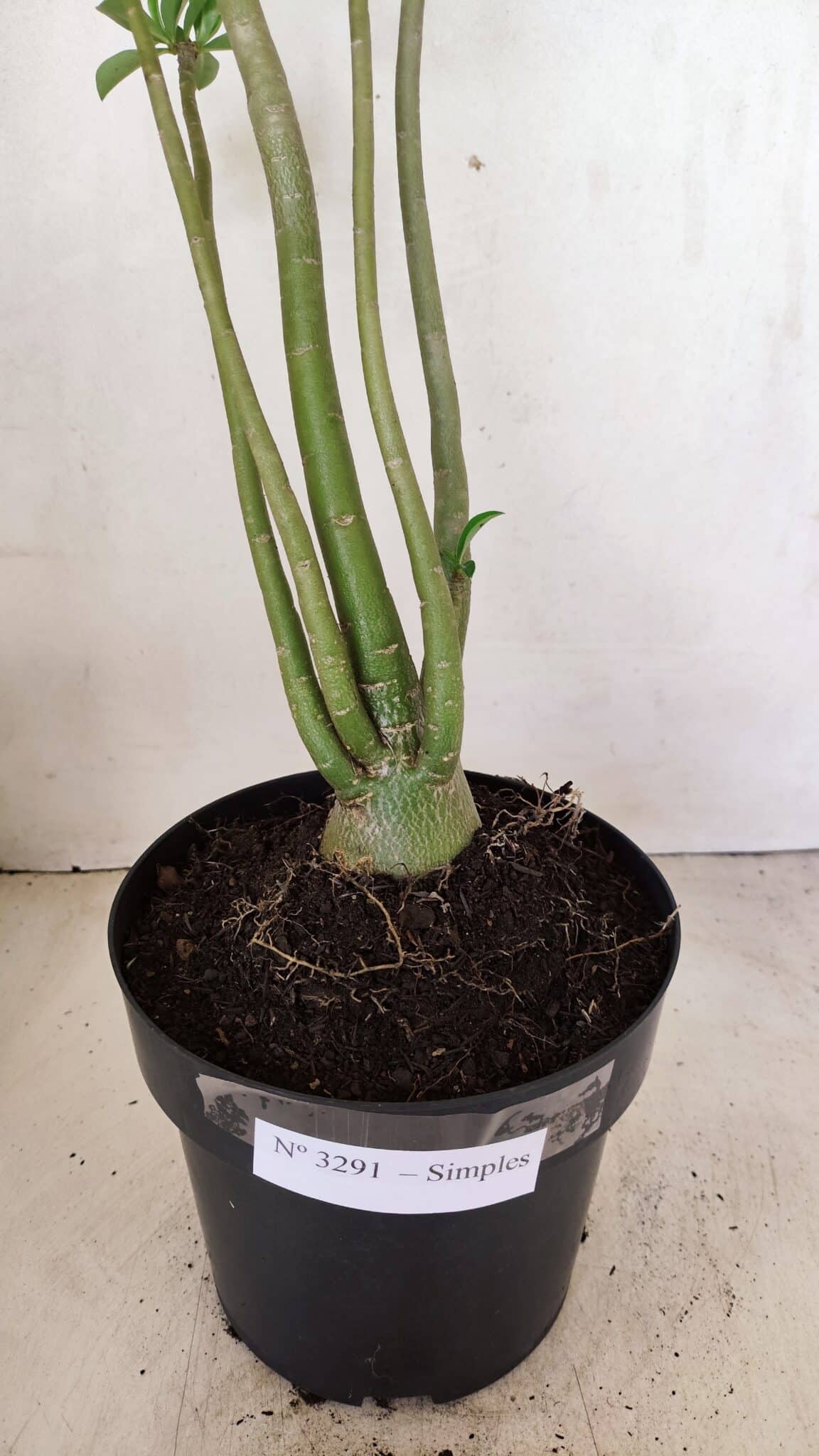 Planta Simples 3291 – 50cm – 04 anos - foto 7