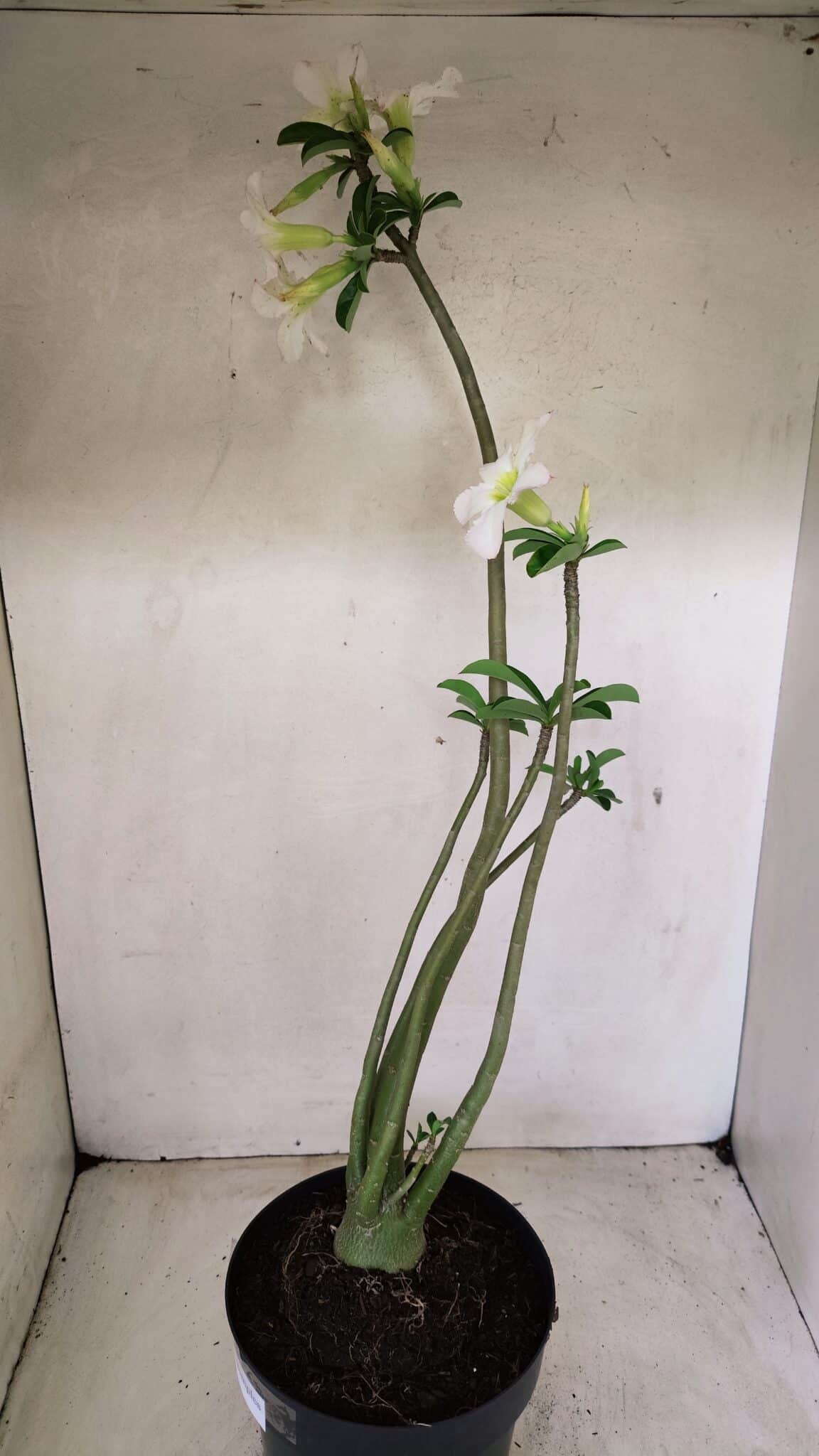 Planta Simples 3291 – 50cm – 04 anos - foto 6