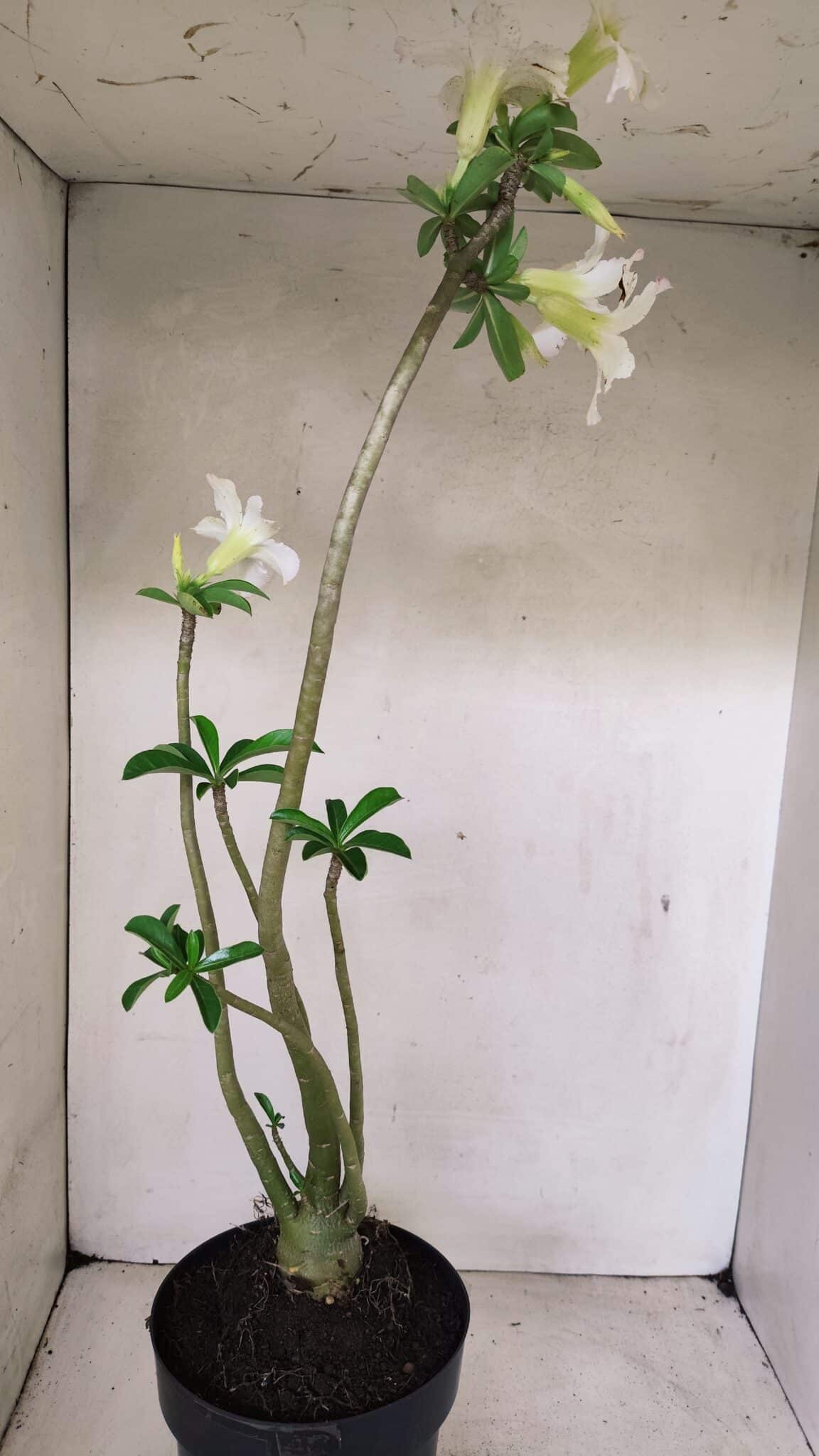Planta Simples 3291 – 50cm – 04 anos - foto 5