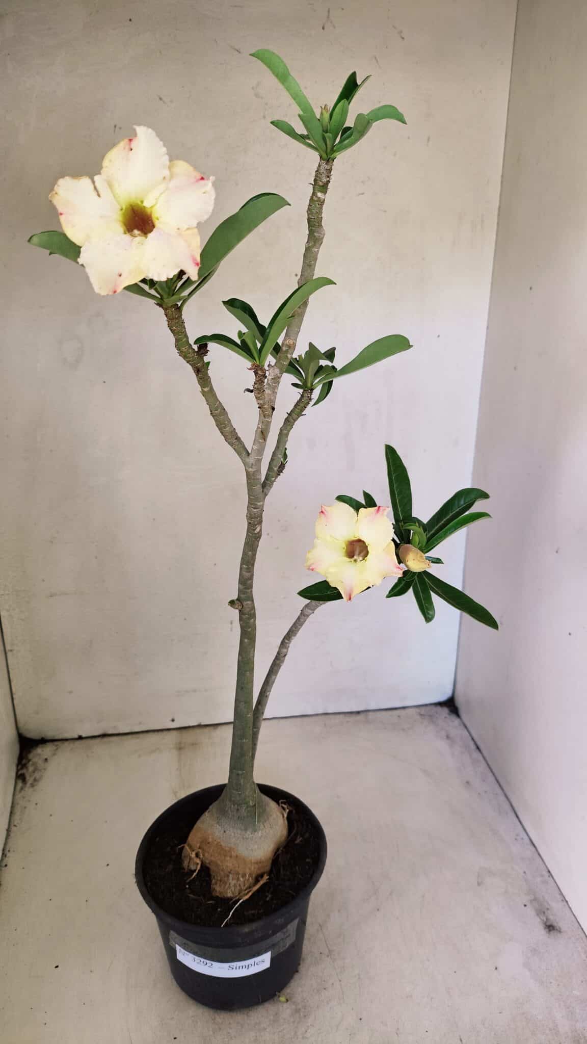 Planta Simples 3292 – 40cm – 03 anos - foto 2