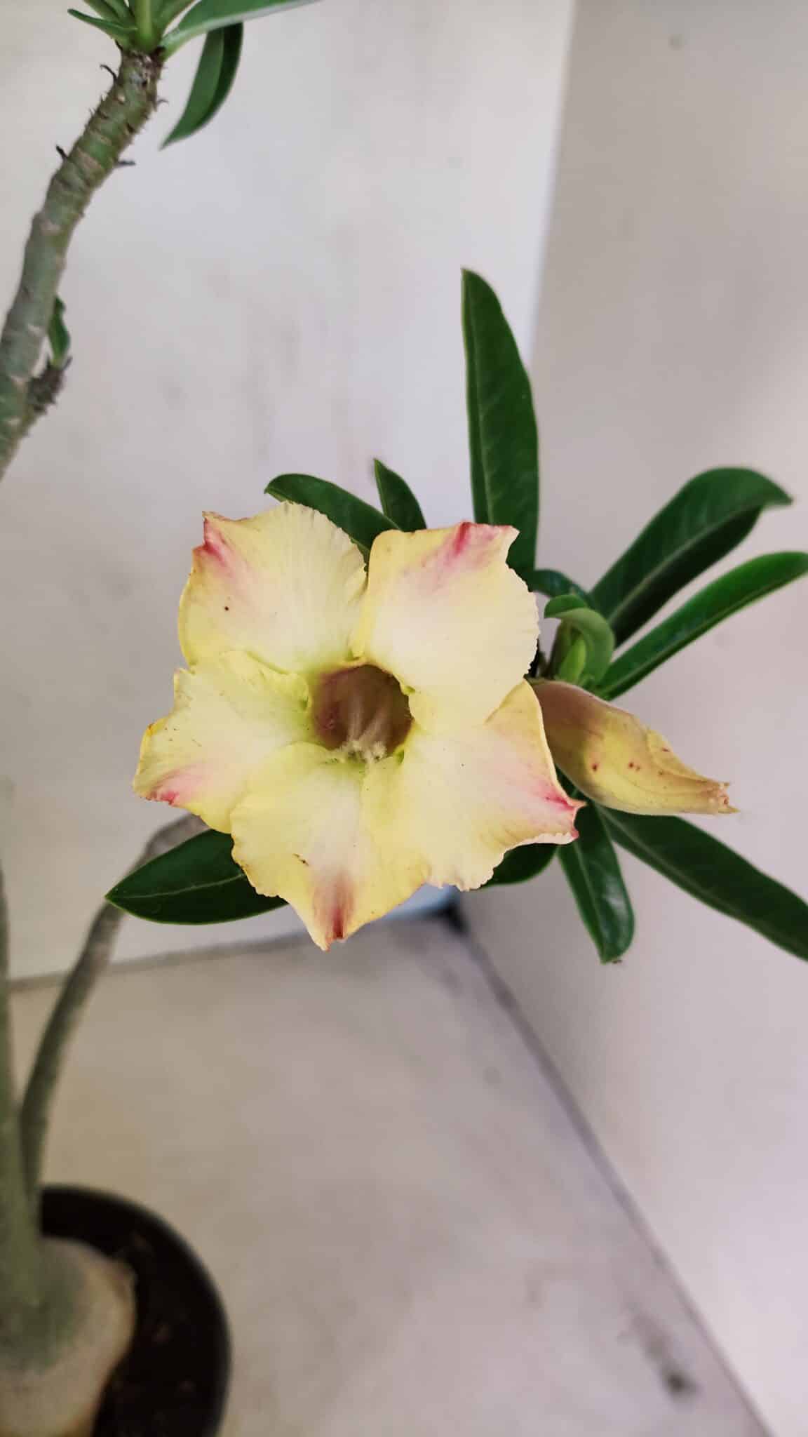 Planta Simples 3292 – 40cm – 03 anos - foto 3