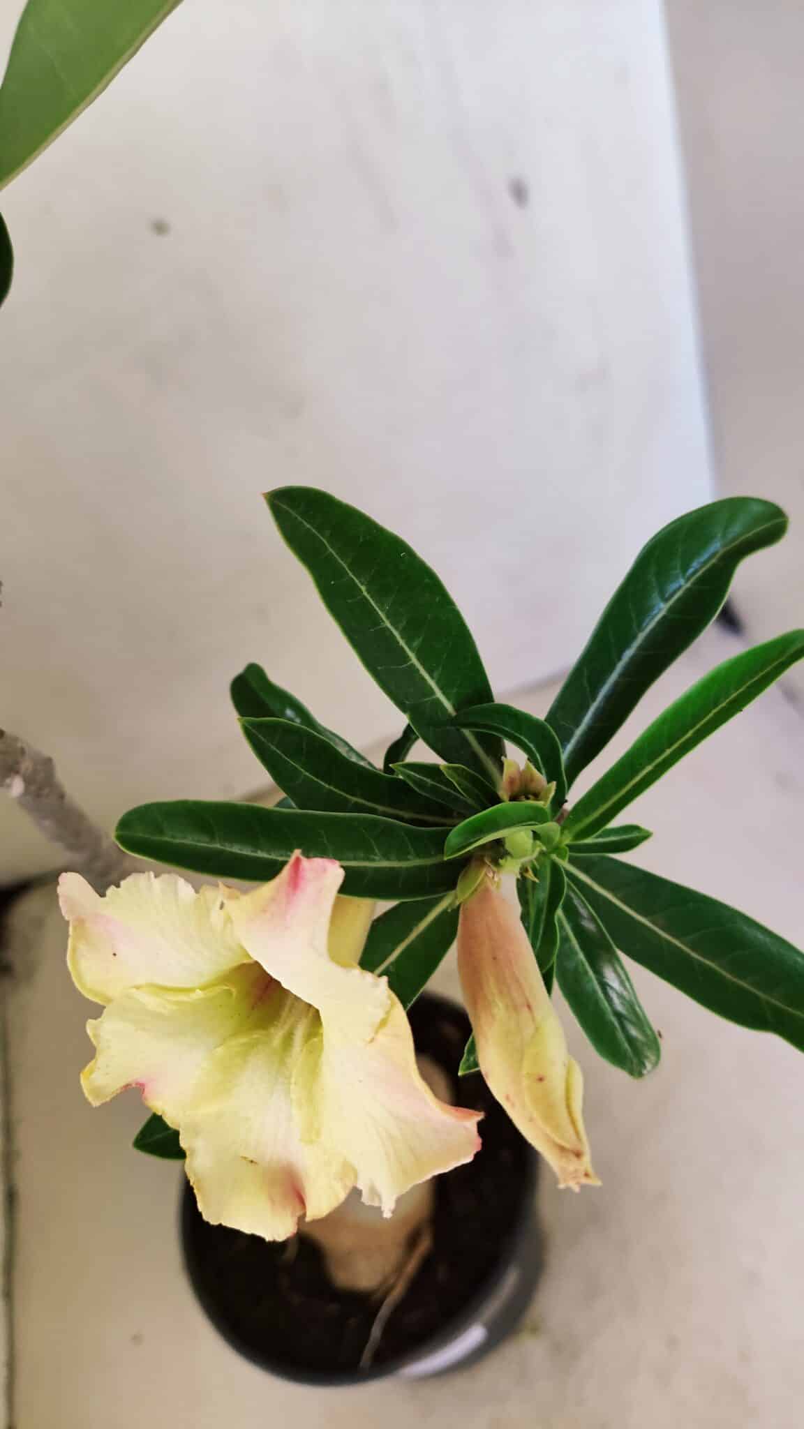 Planta Simples 3292 – 40cm – 03 anos - foto 5