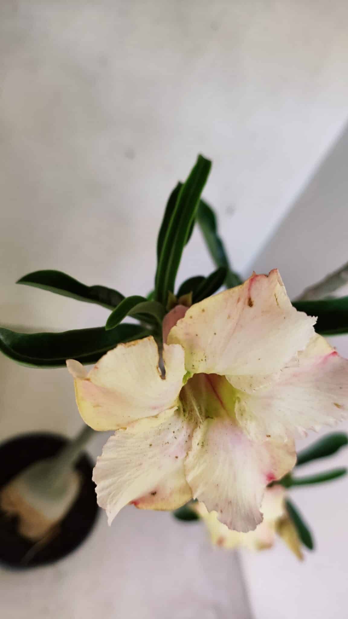 Planta Simples 3292 – 40cm – 03 anos - foto 4