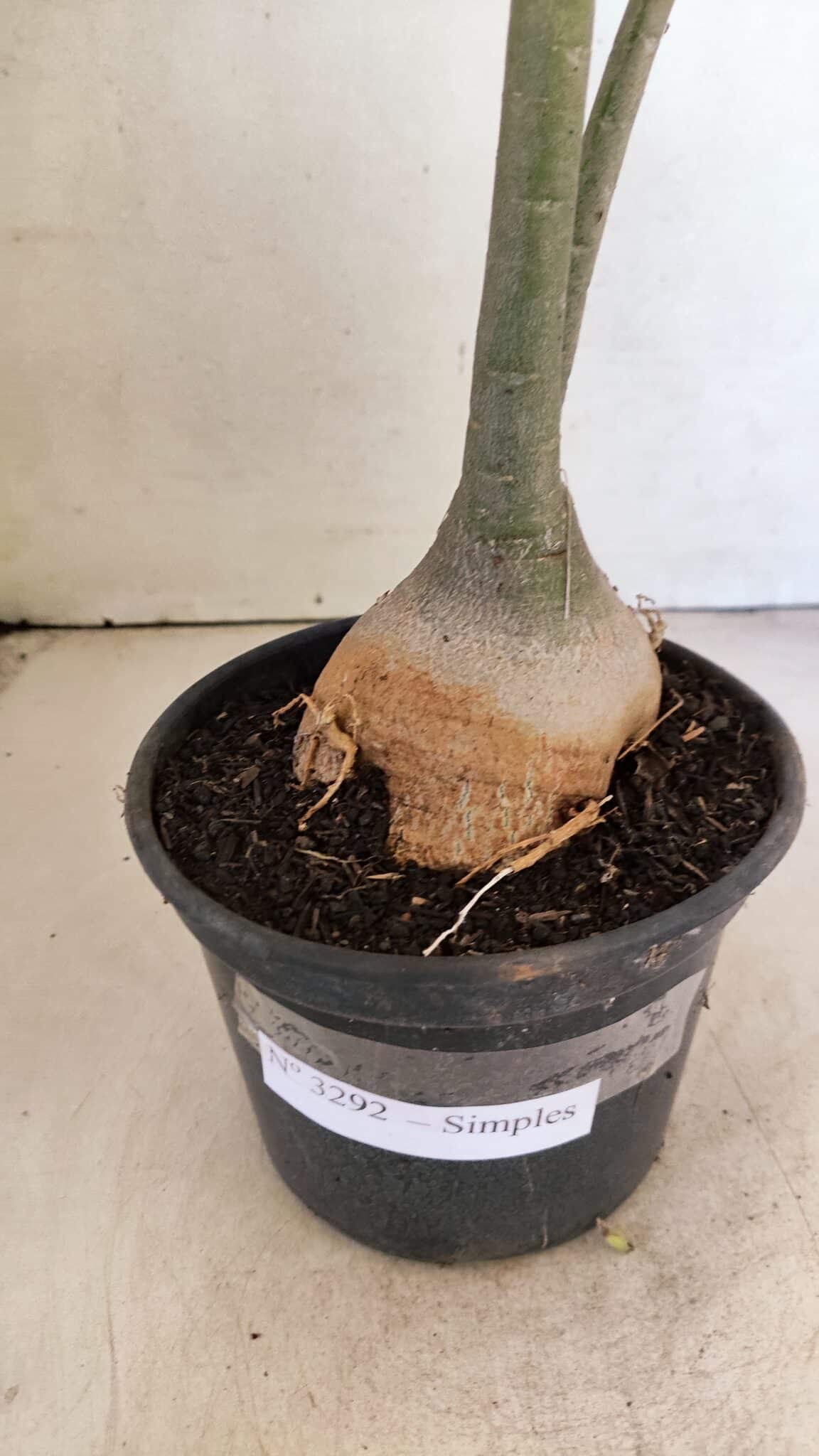 Planta Simples 3292 – 40cm – 03 anos - foto 8