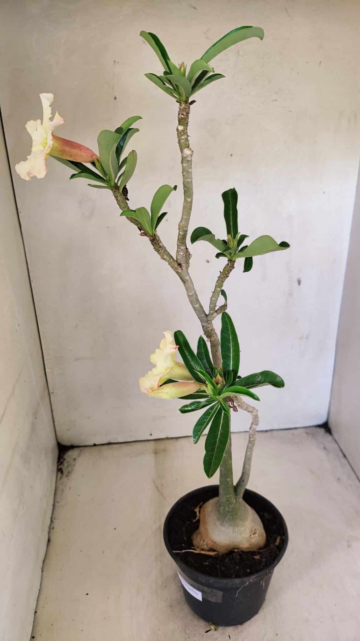 Planta Simples 3292 – 40cm – 03 anos - foto 7