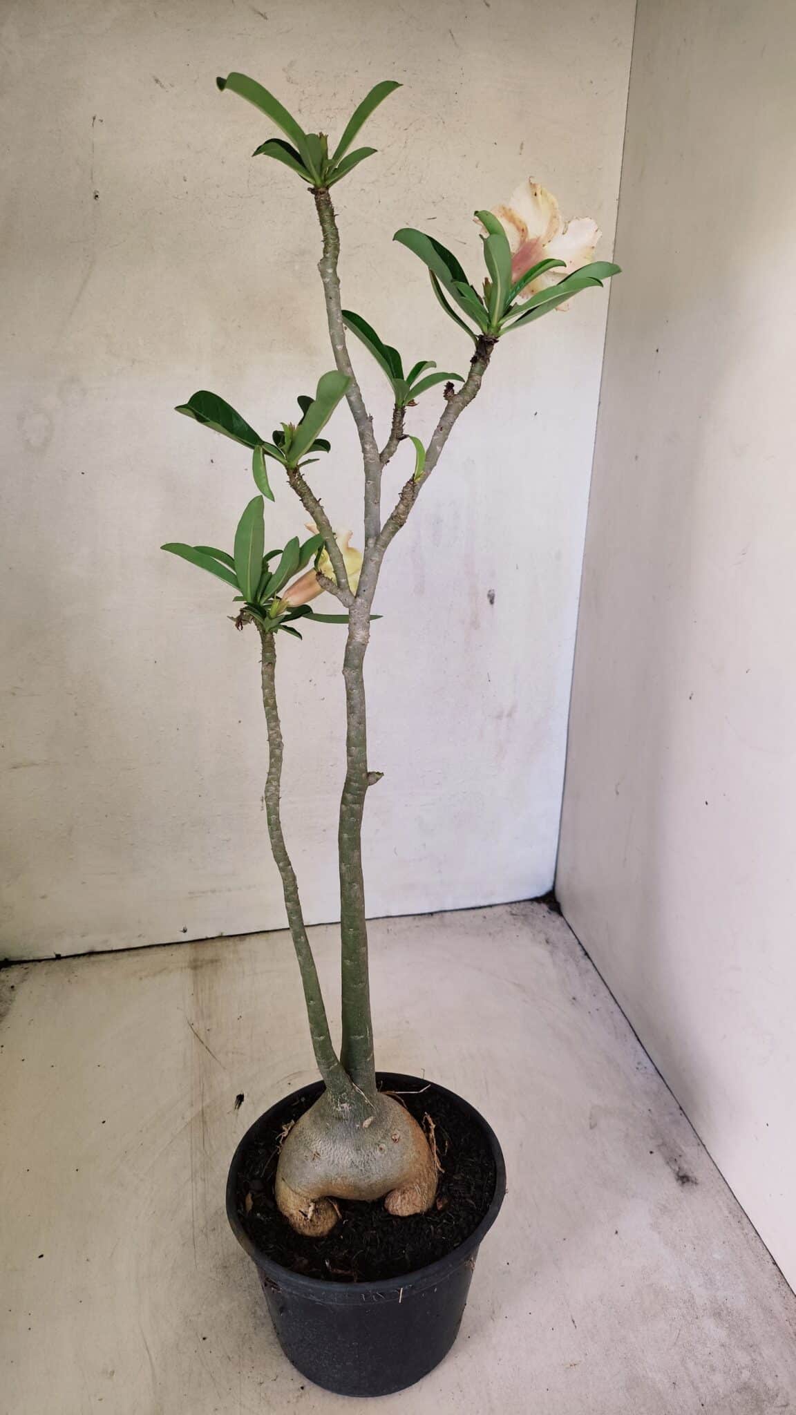 Planta Simples 3292 – 40cm – 03 anos - foto 6