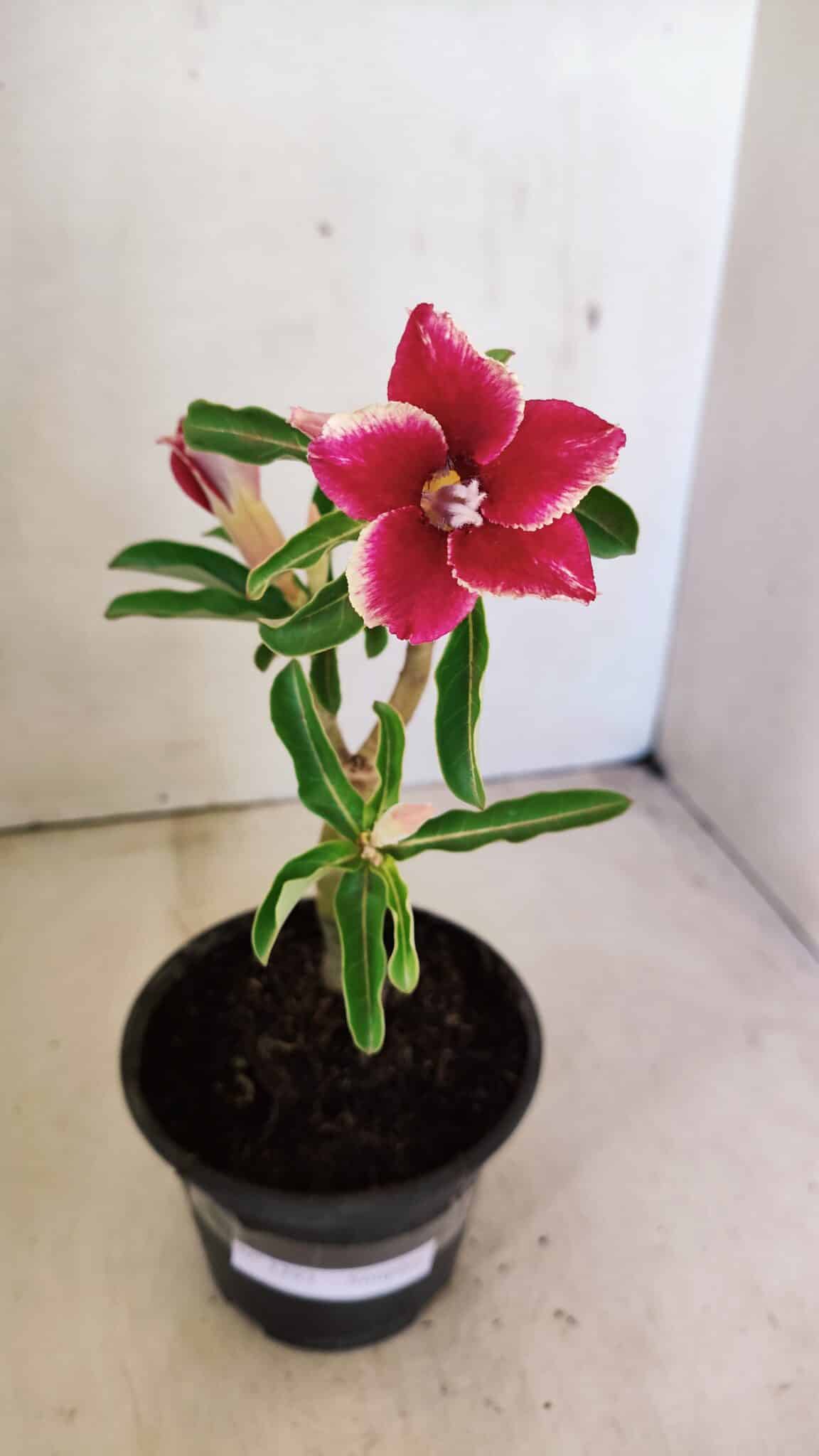 Planta Simples 3293 – 30cm – 01 ano - foto 2