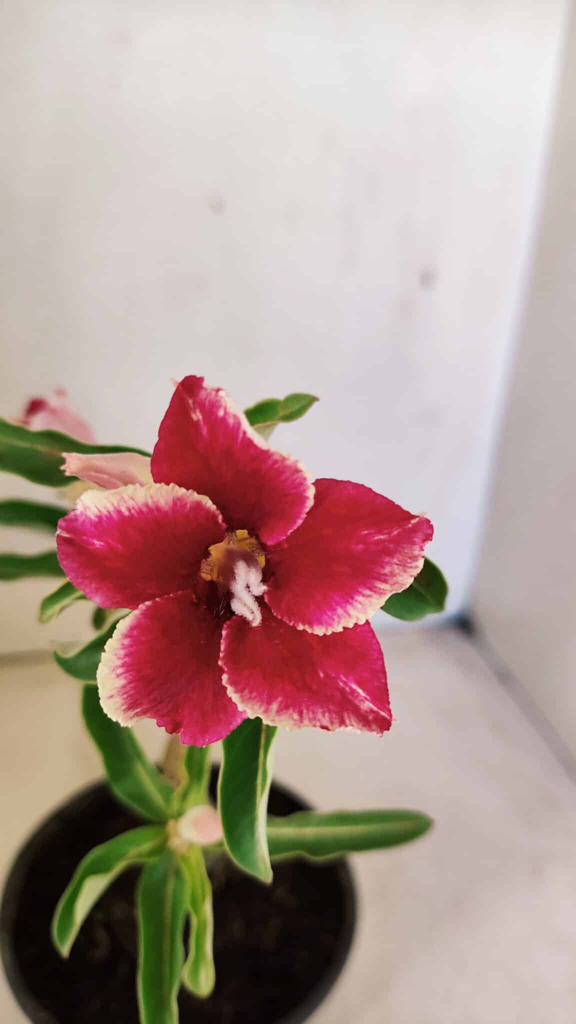 Planta Simples 3293 – 30cm – 01 ano - foto 3