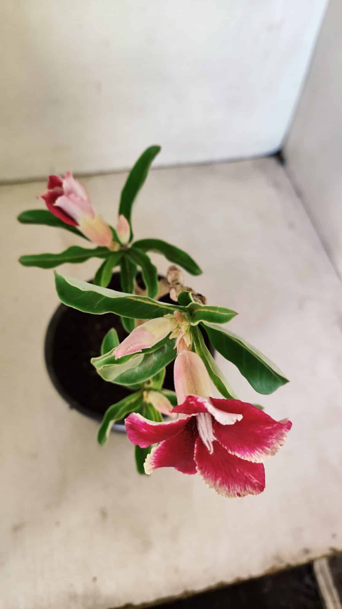 Planta Simples 3293 – 30cm – 01 ano - foto 4