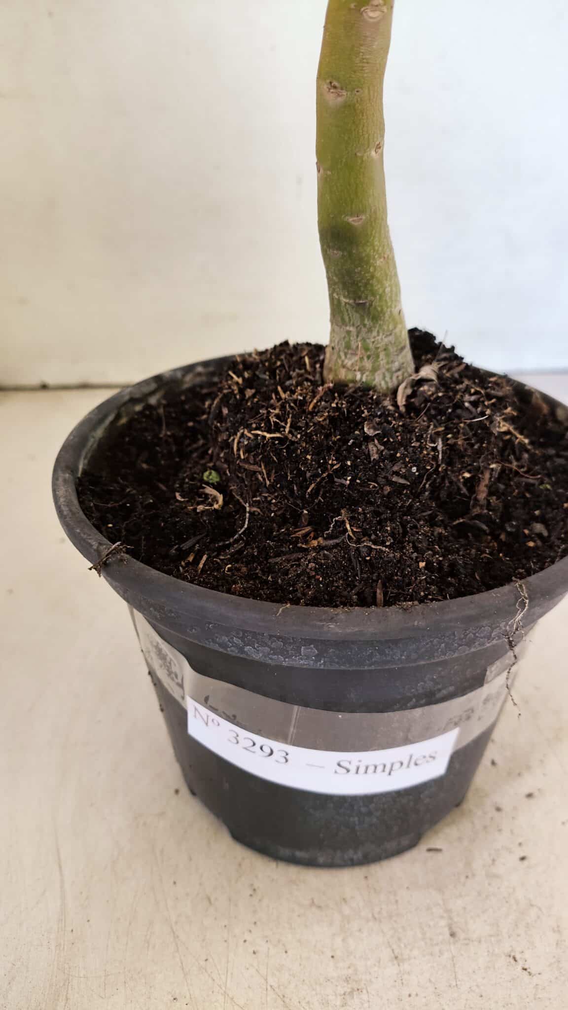 Planta Simples 3293 – 30cm – 01 ano - foto 7