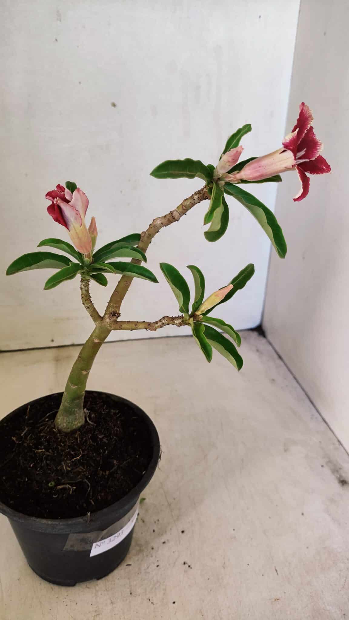 Planta Simples 3293 – 30cm – 01 ano - foto 6