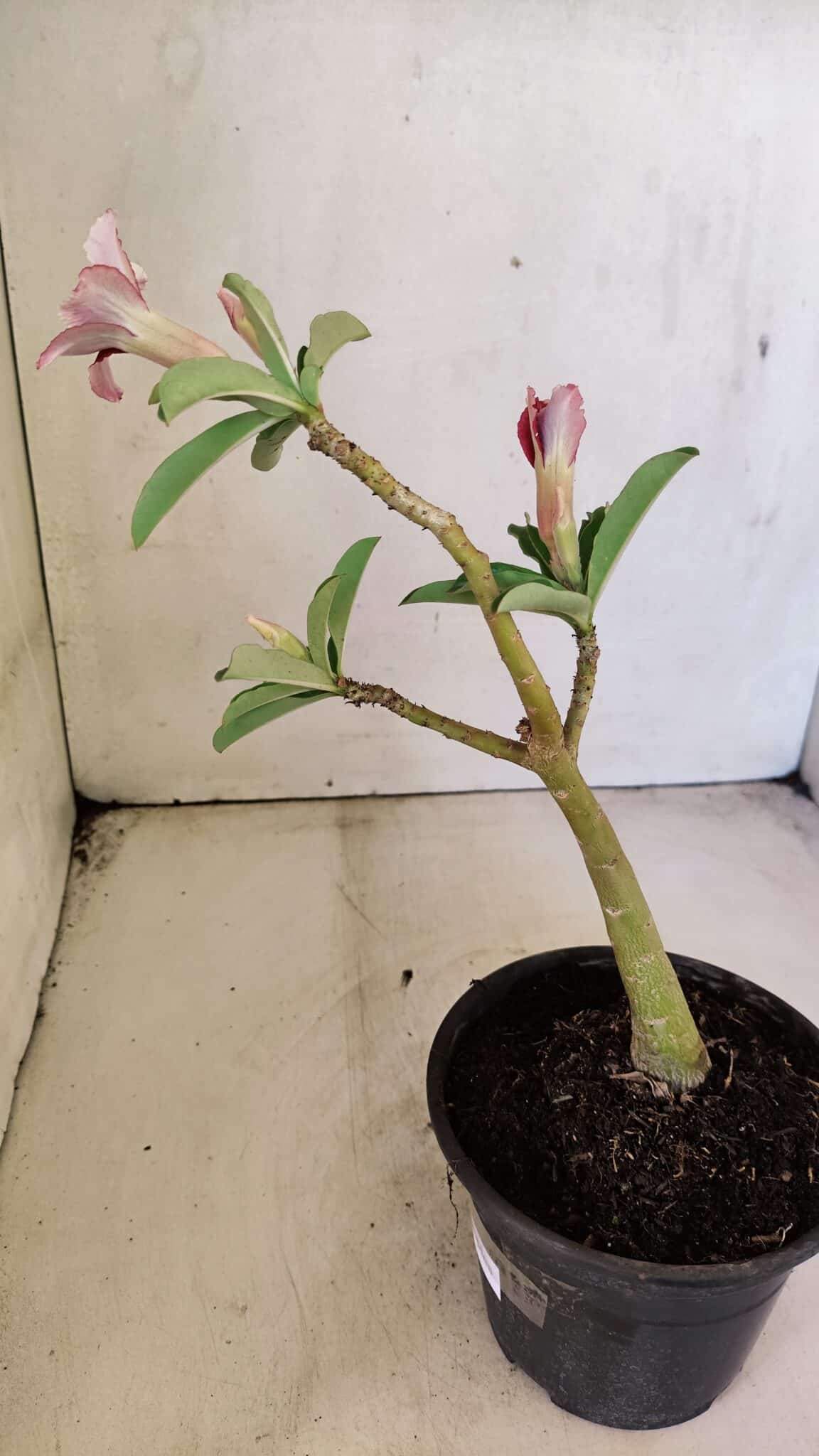 Planta Simples 3293 – 30cm – 01 ano - foto 5