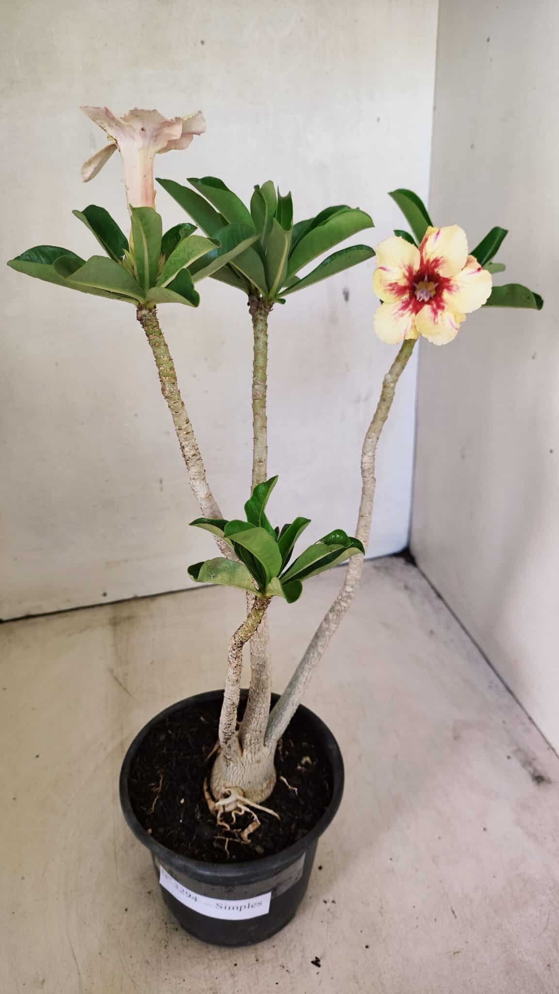 Planta Simples 3294 – 35cm – 03 anos - foto 2