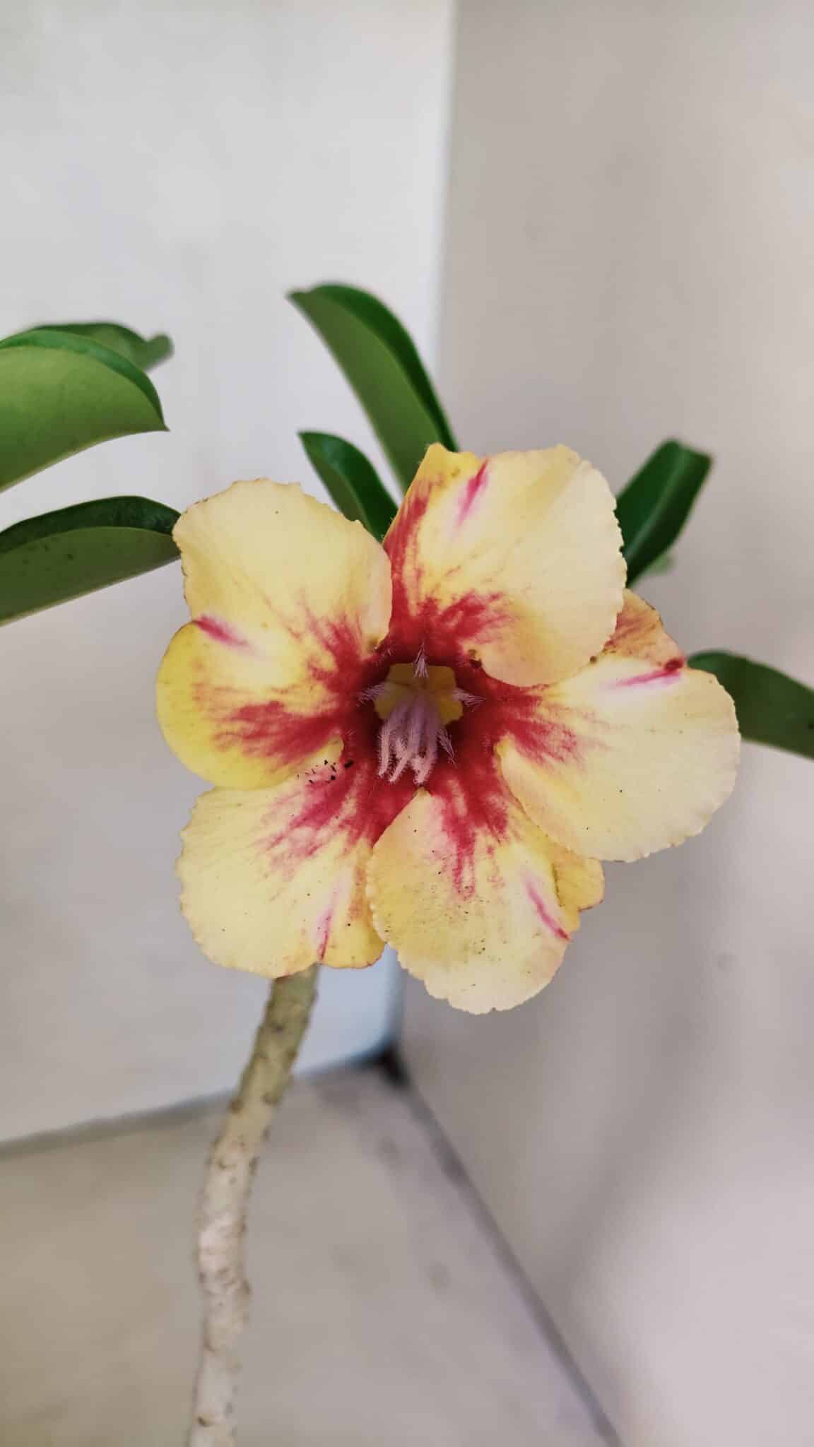 Planta Simples 3294 – 35cm – 03 anos - foto 3