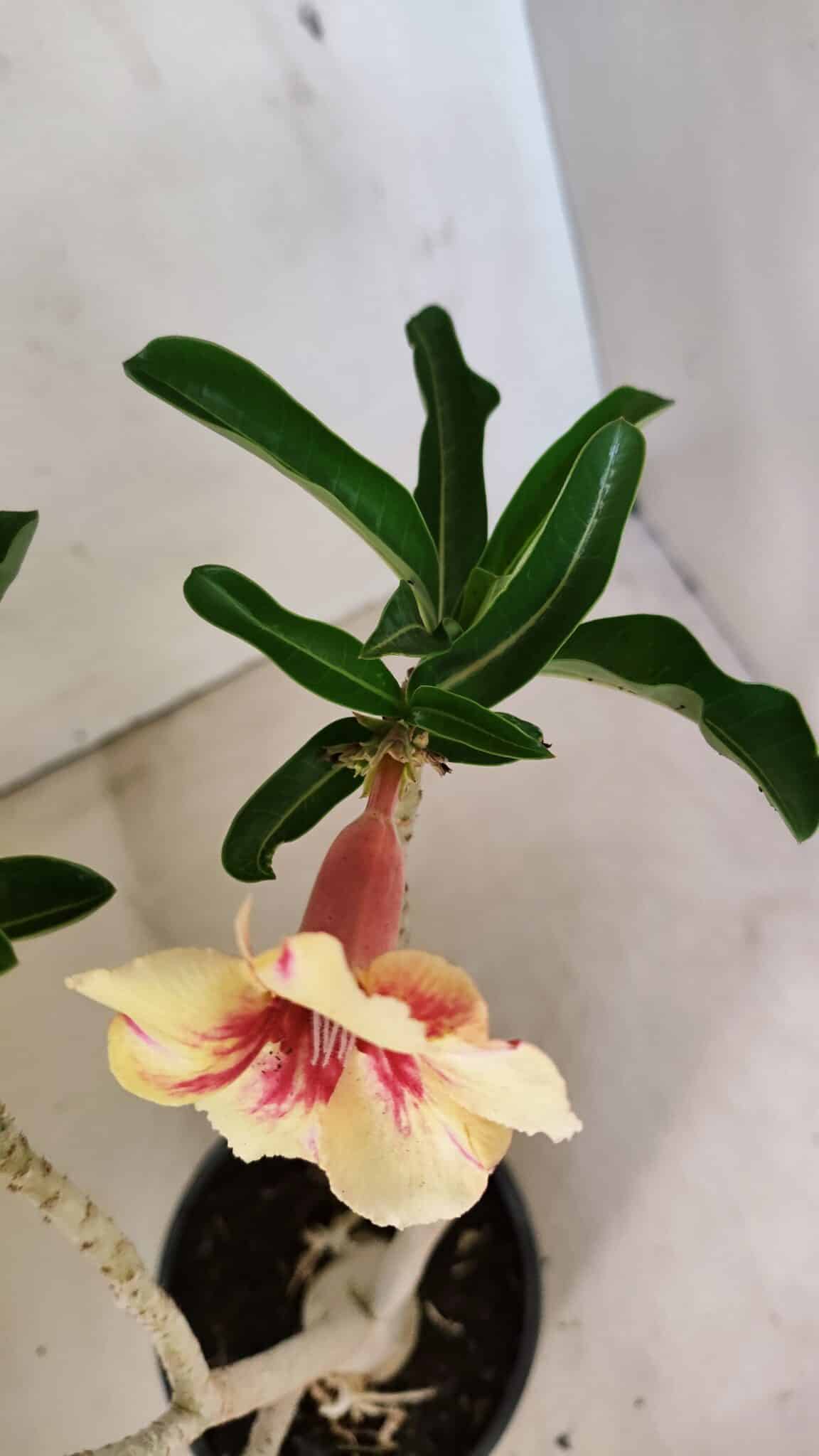 Planta Simples 3294 – 35cm – 03 anos - foto 4