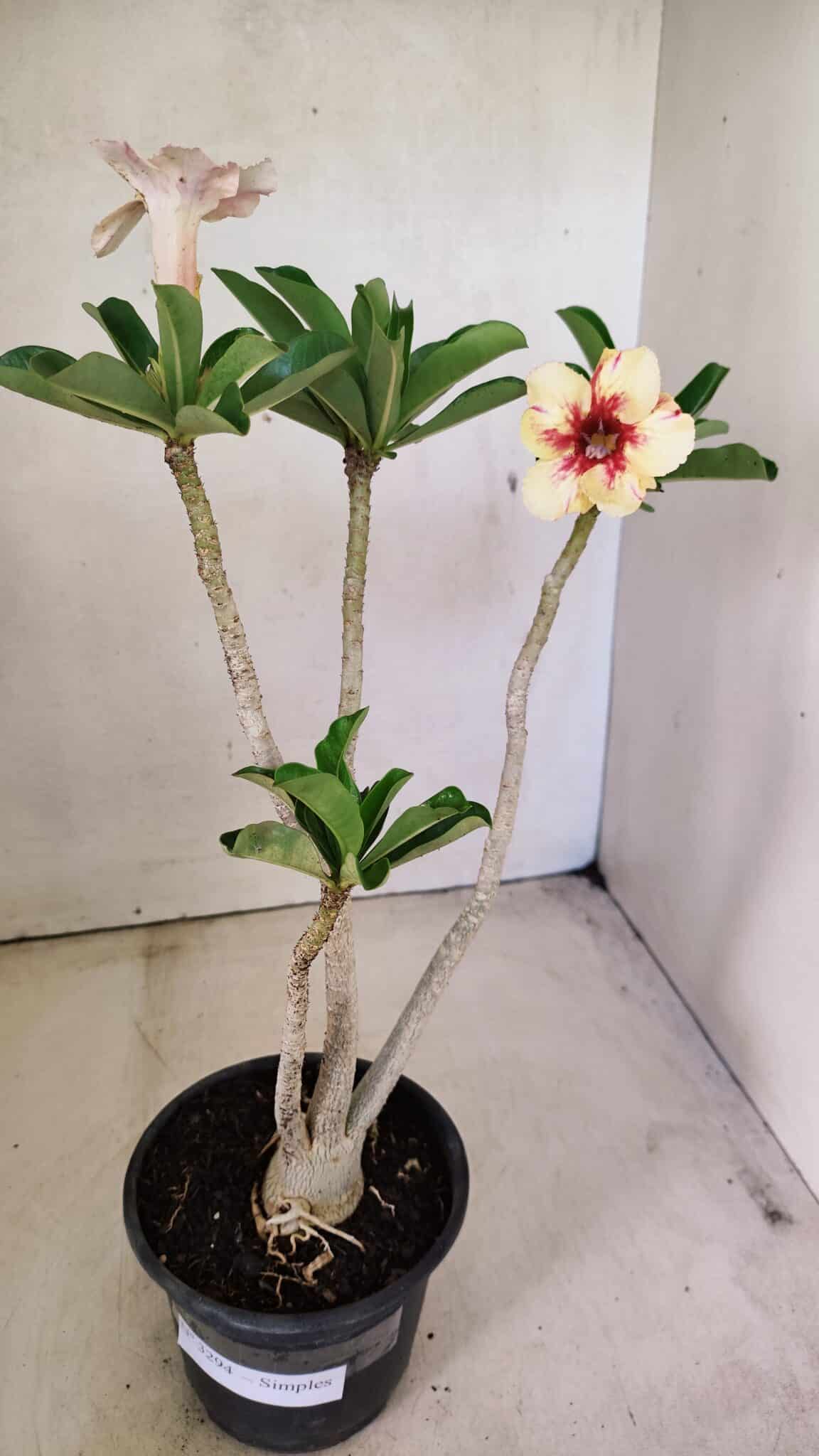 Planta Simples 3294 – 35cm – 03 anos - foto 8