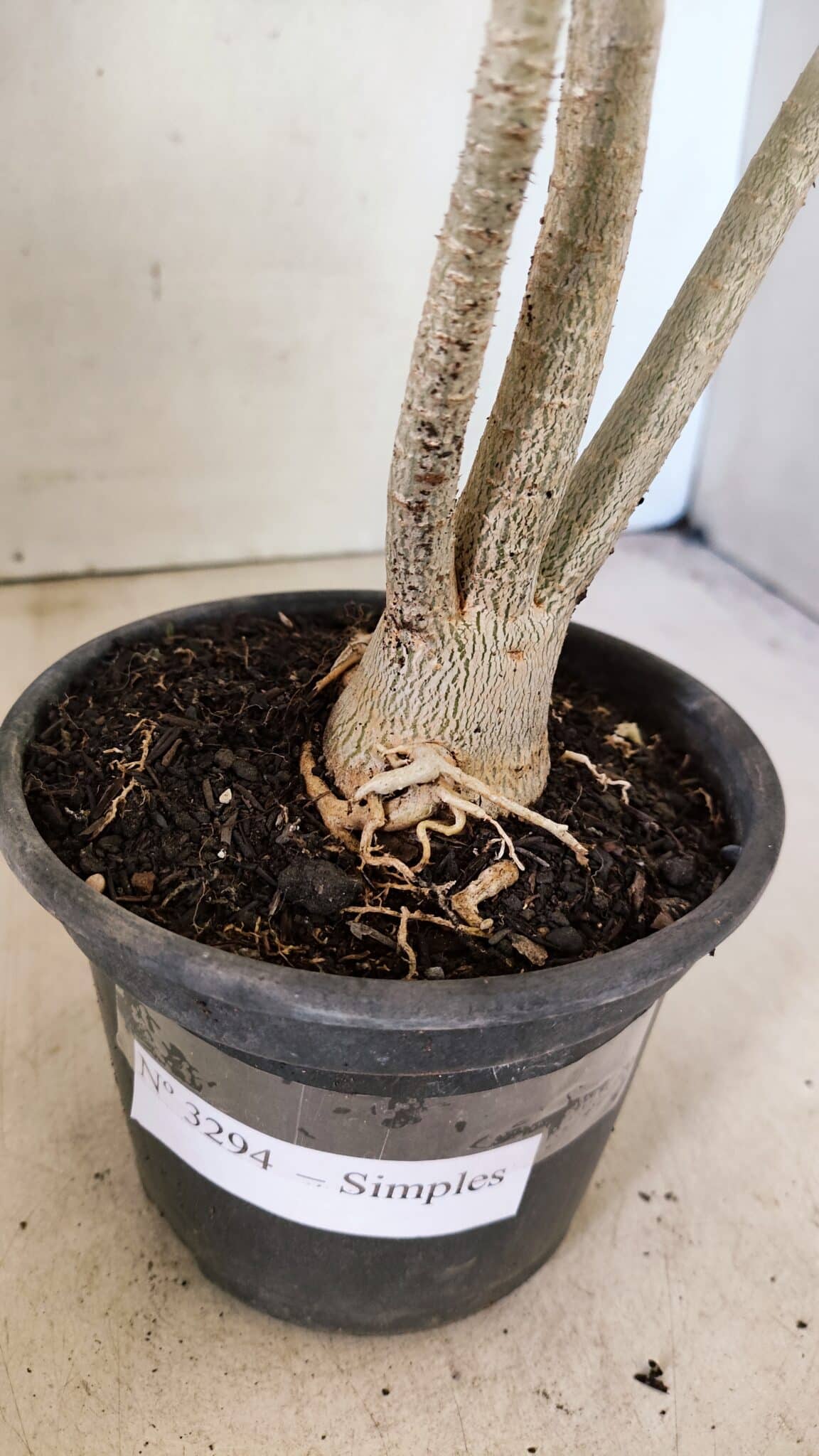 Planta Simples 3294 – 35cm – 03 anos - foto 7