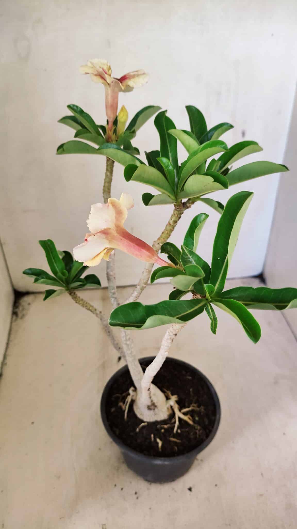 Planta Simples 3294 – 35cm – 03 anos - foto 6