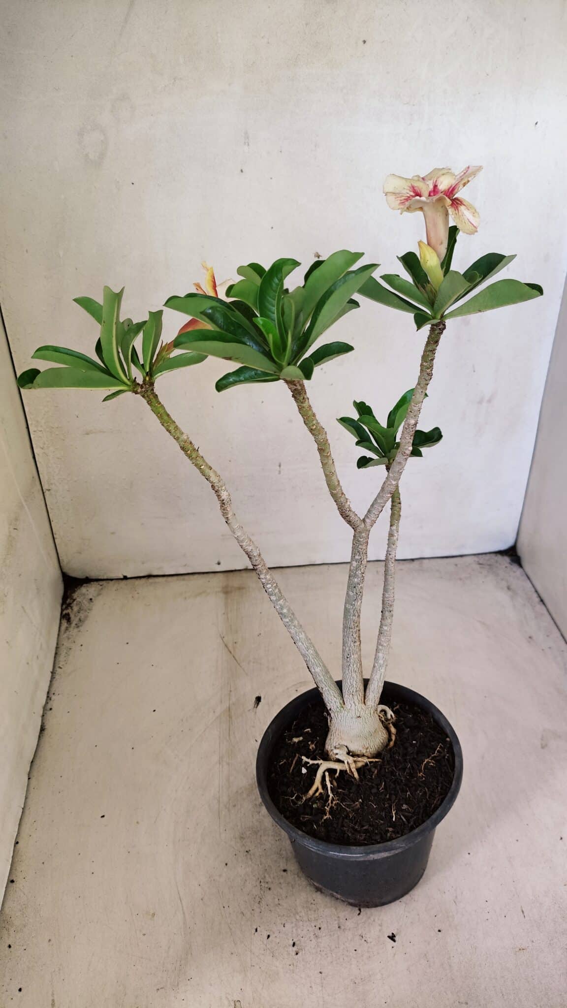 Planta Simples 3294 – 35cm – 03 anos - foto 5