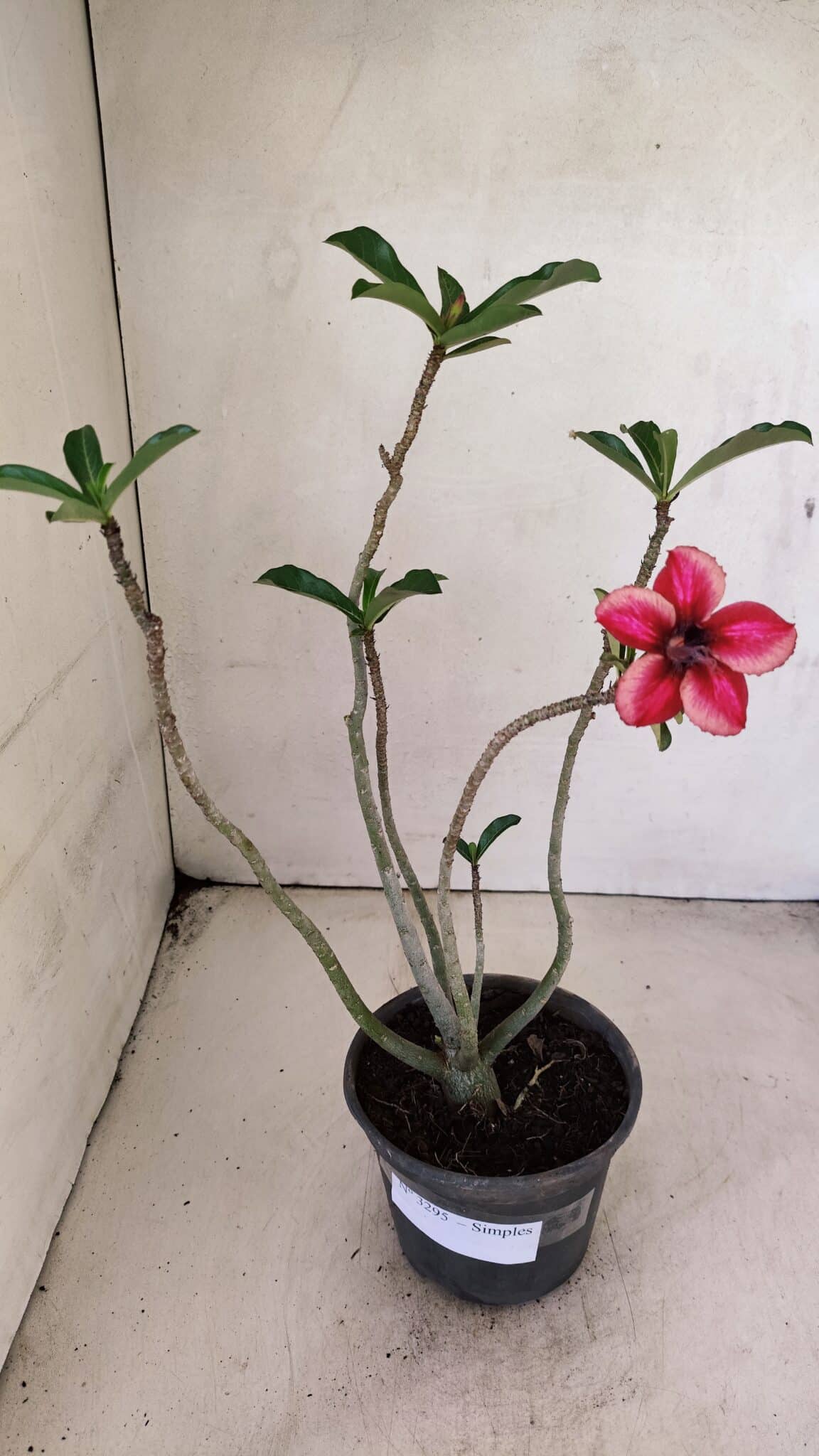 Planta Simples 3295 – 30cm – 02 anos - foto 2