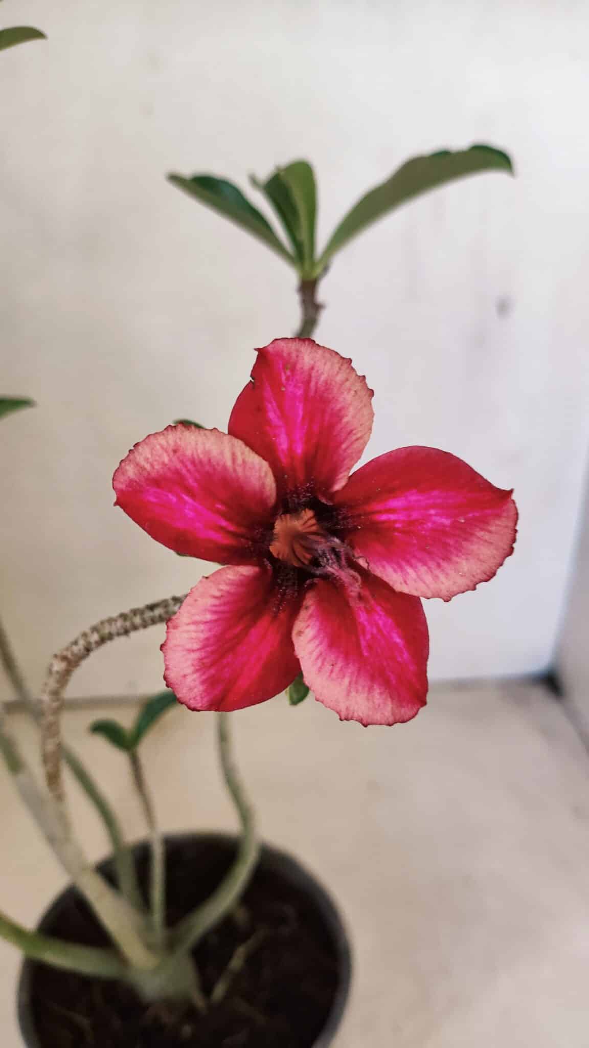 Planta Simples 3295 – 30cm – 02 anos - foto 3