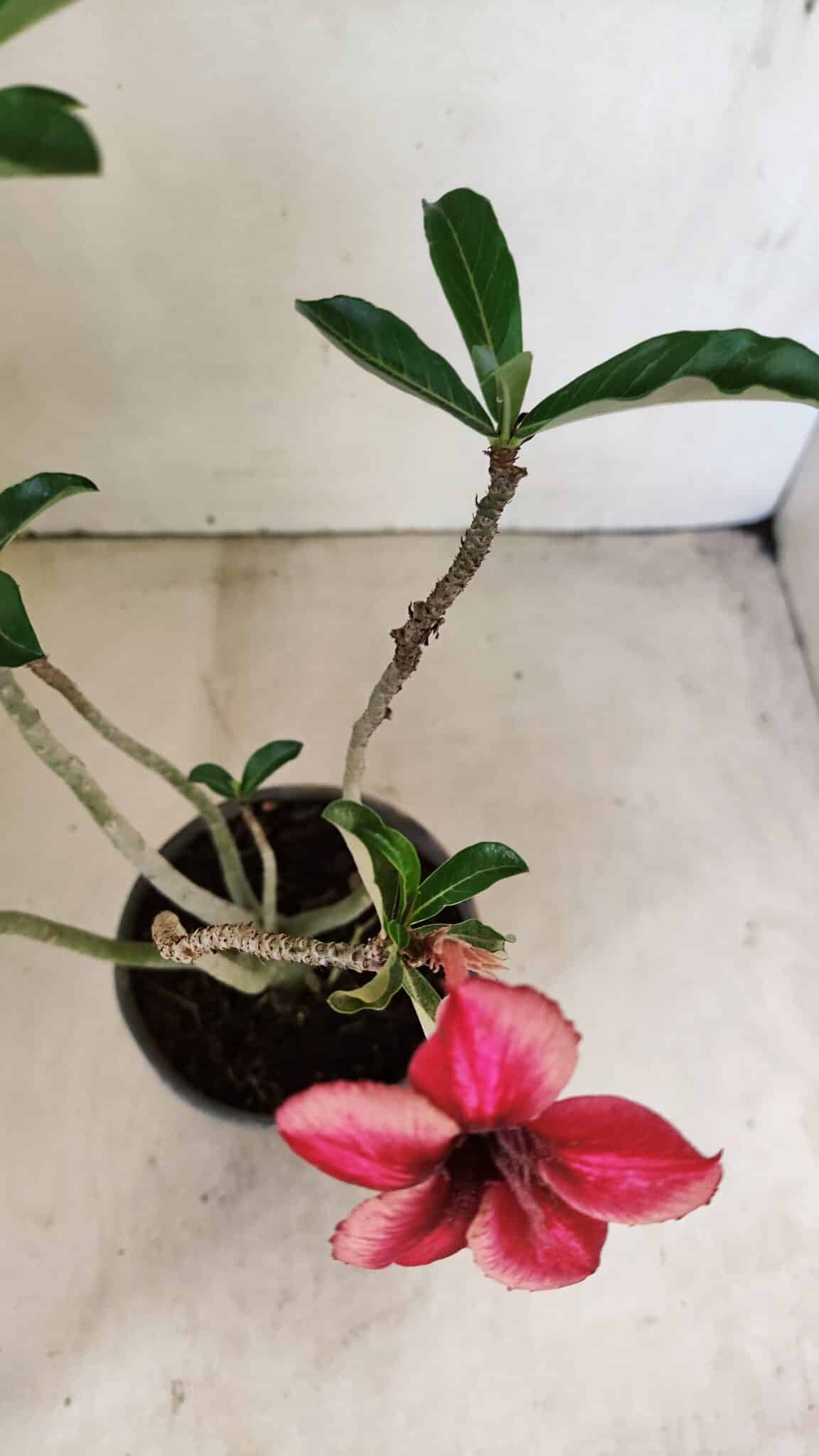 Planta Simples 3295 – 30cm – 02 anos - foto 4
